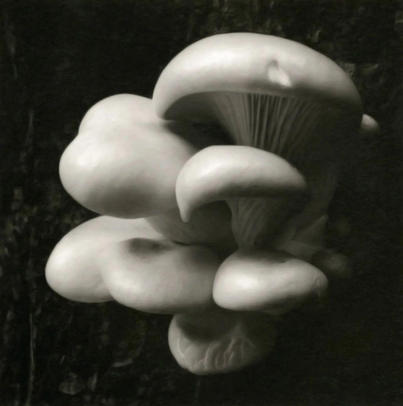 Mark Citret - Oyster Mushrooms, Yosemite, 1998.jpg