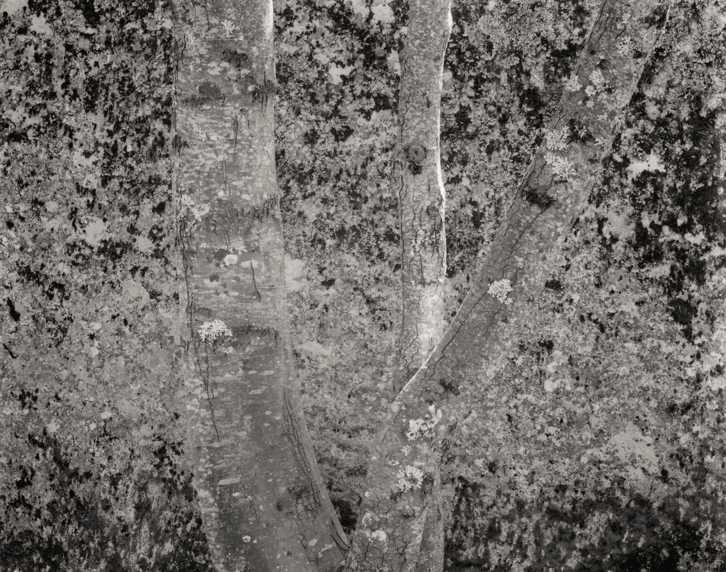 Mark Citret - Tree Against Granite, Yosemite; 1979