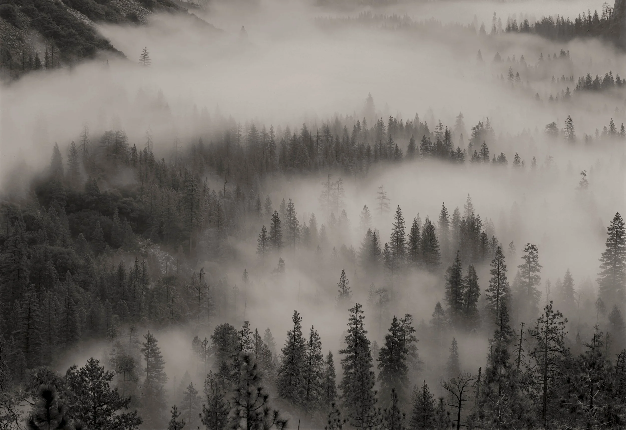 Mark Citret - Fog, Yosemite Valley, 1993