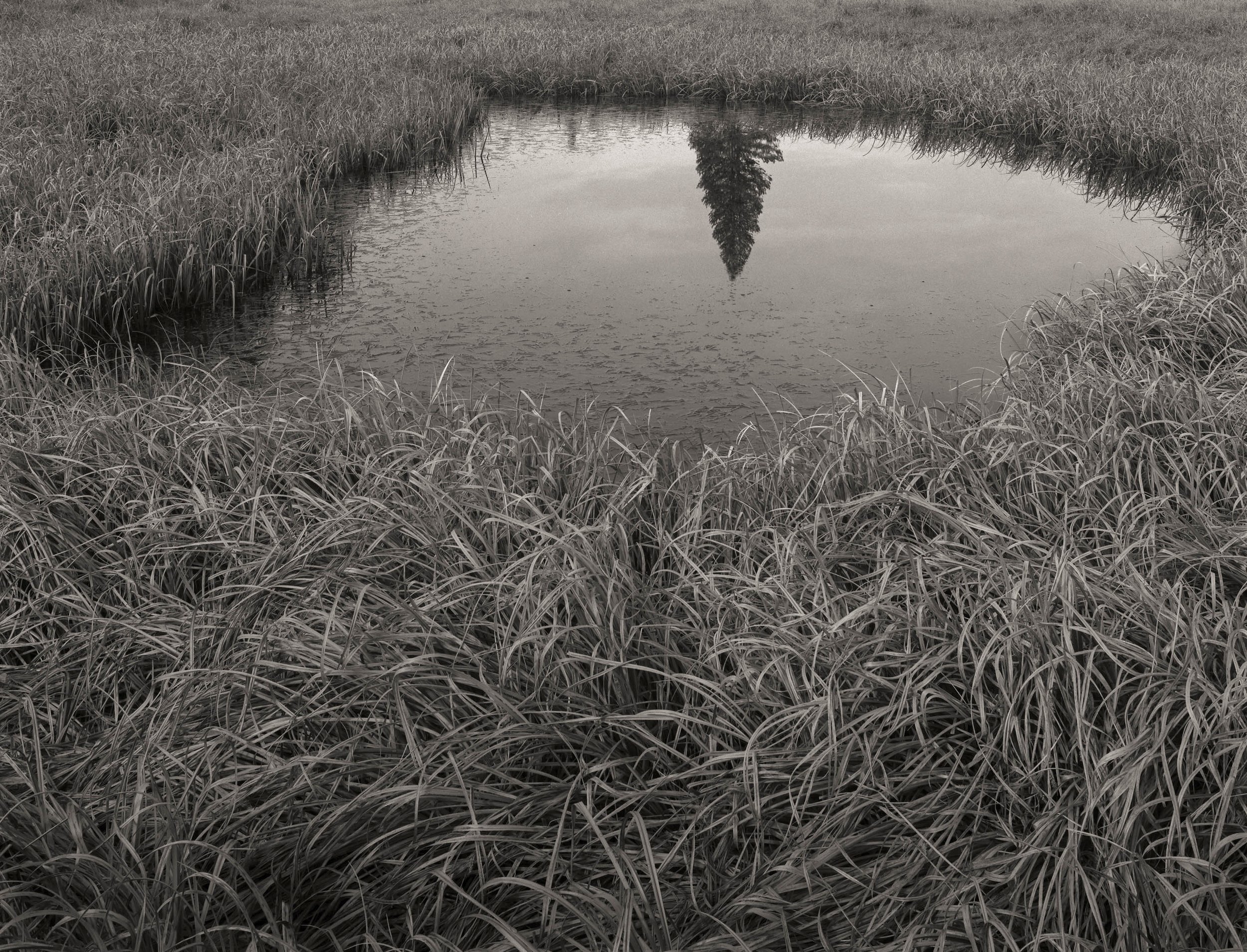 Mark Citret - Reflected Pine, Tuolumne Meadows, 2015