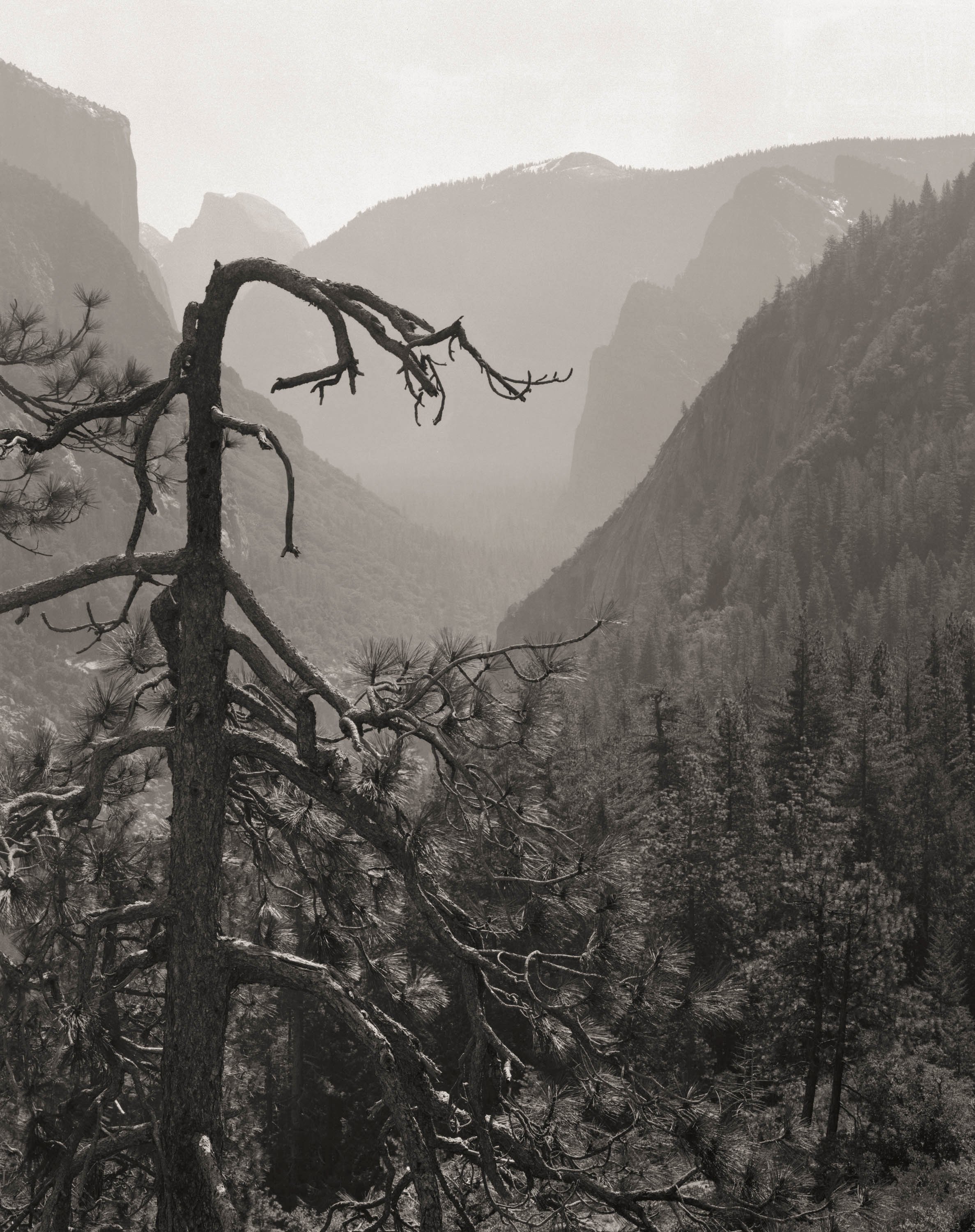 Mark Citret - Dead Pine &amp; Yosemite Valley, 2016