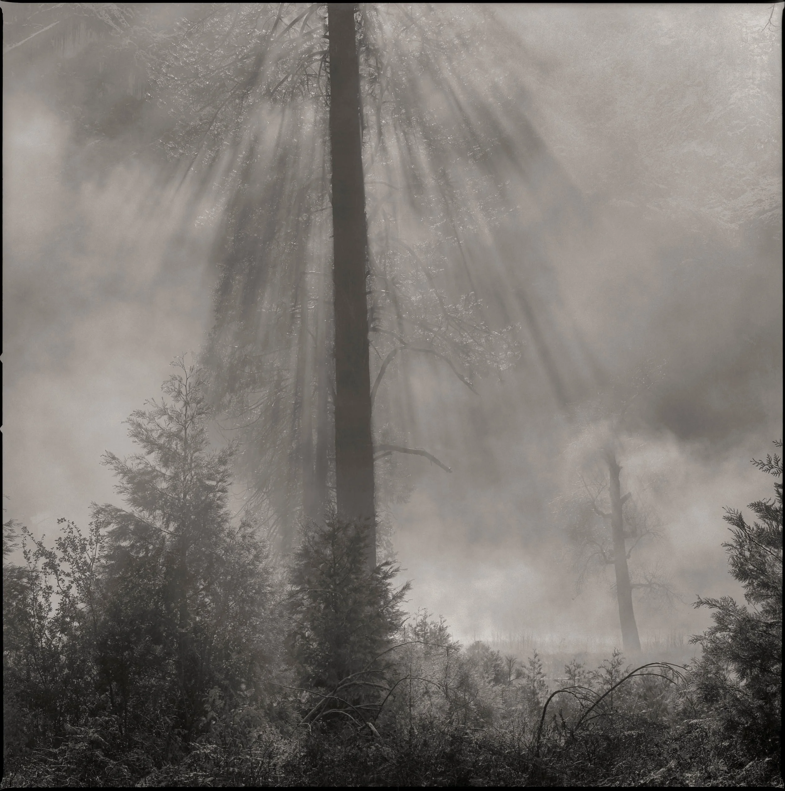 Mark Citret - After the Rain #3, Yosemite Valley, 2025