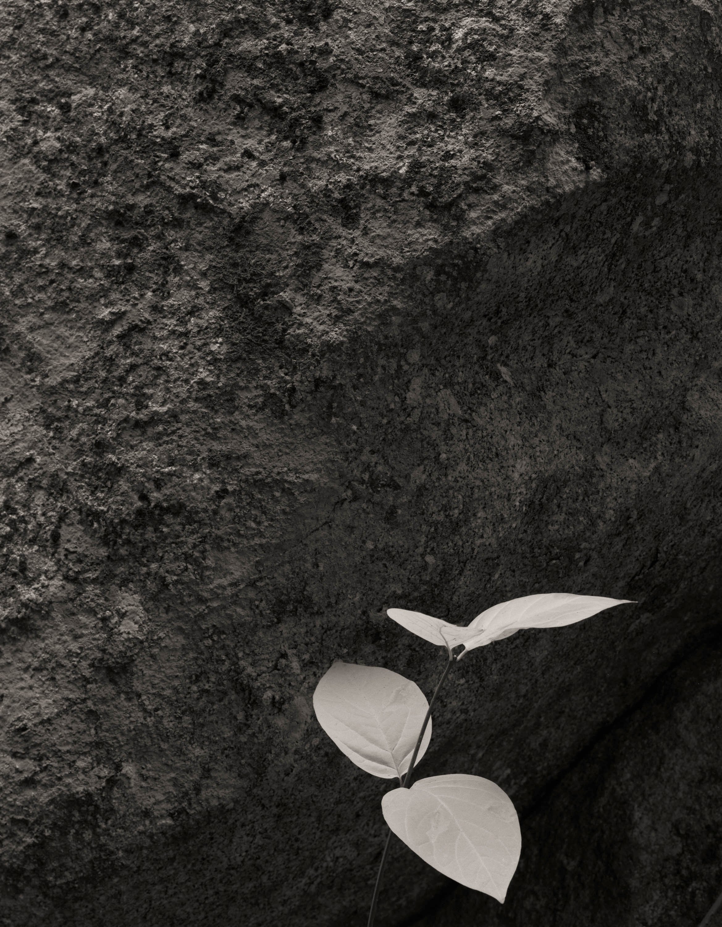 Mark Citret - Dogwood Leaf Cluster, Yosemite, 2016