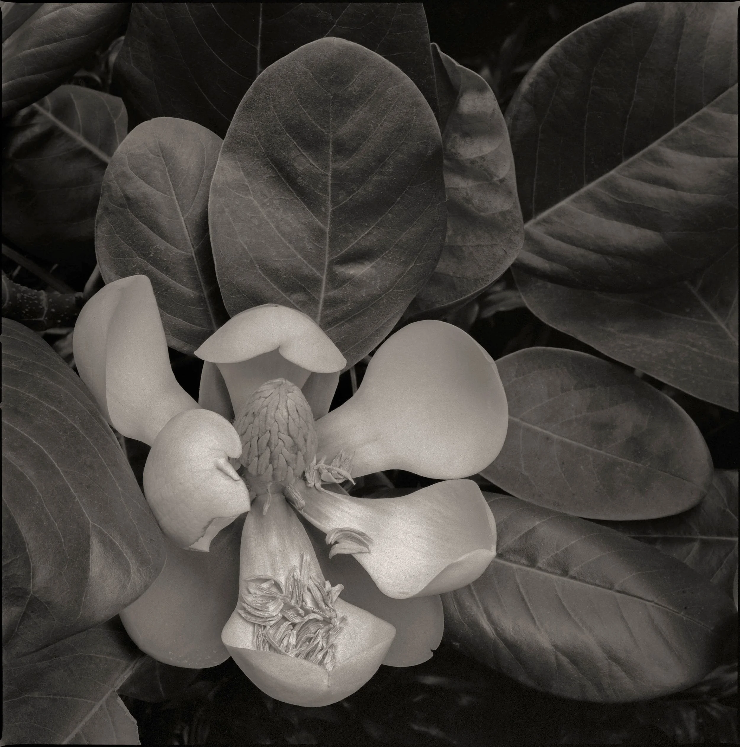 Mark Citret - Magnolia Delavayi-31, SFBG, 2023