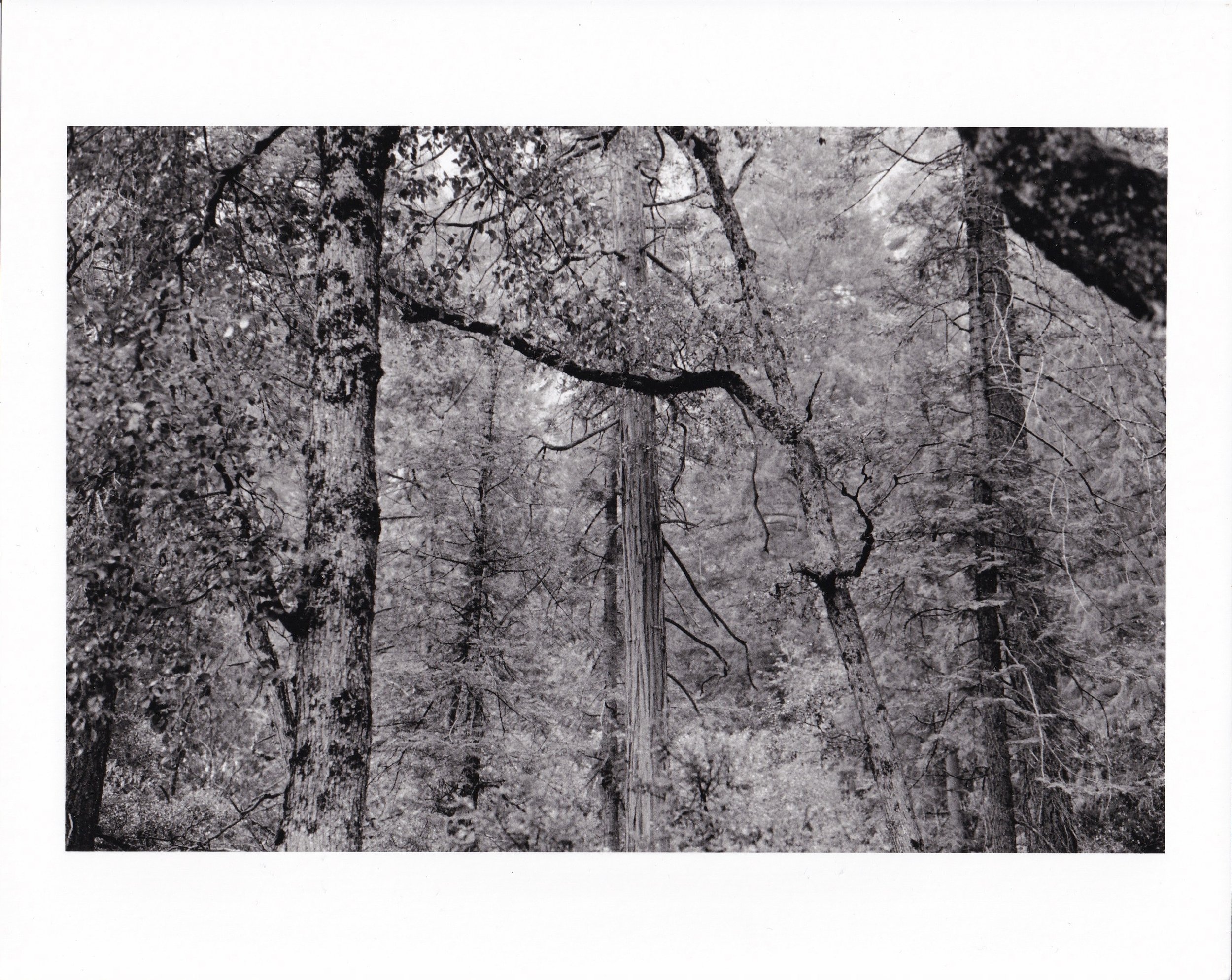 Asako Shimazaki, Yosemite valley, 2009