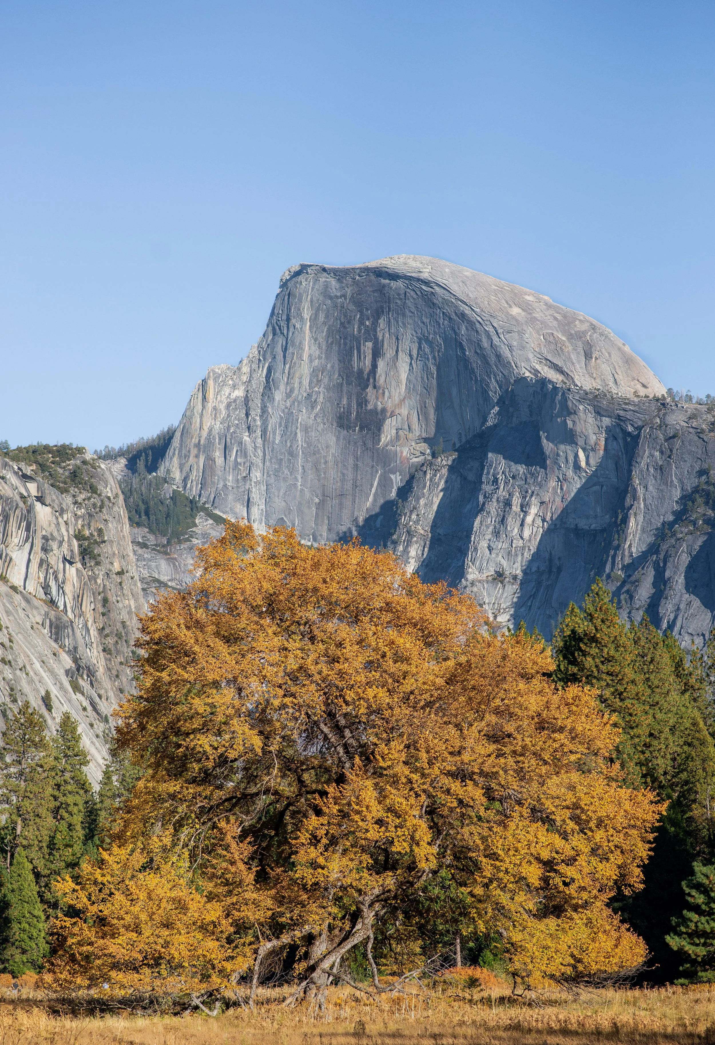 Alfredo Coyotl Cuatlacuatl, In bloom with room to grow, 2019