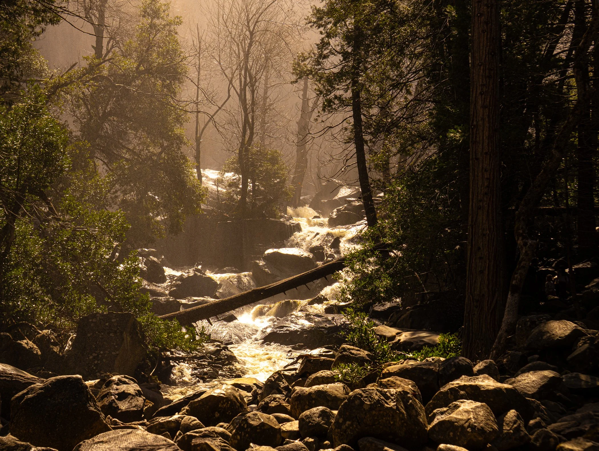 Christopher Miller, Bridelveil Falls Forest, 2025