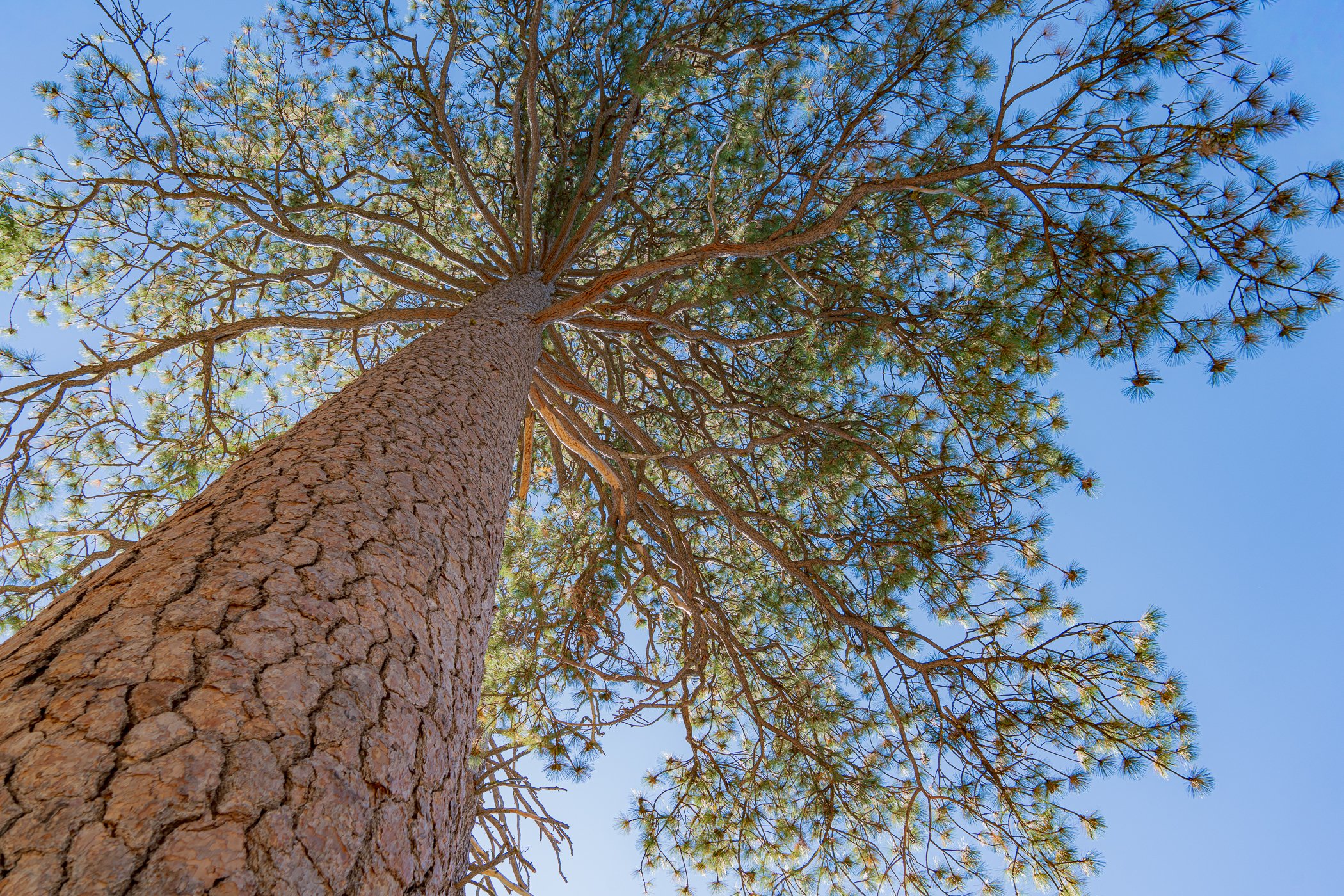 Gretchen Telzrow, Yosemite, Straight Up, 2024