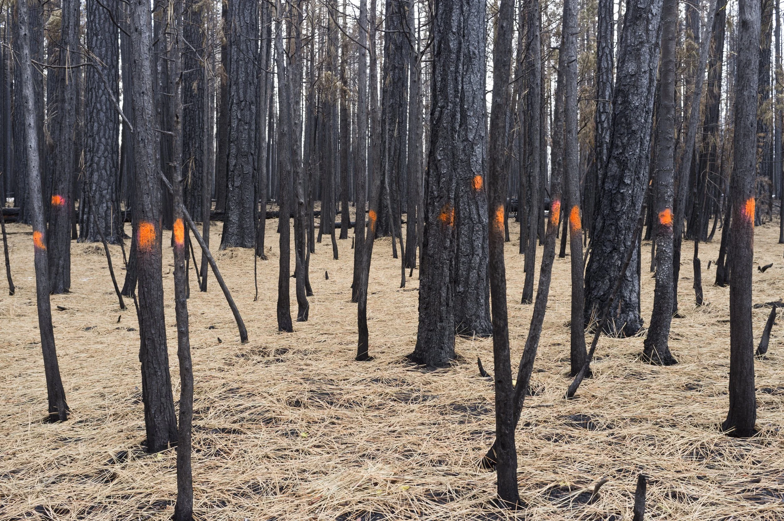 Henrik Kam, Rim Fire aftermath near Hetch Hetchy, 2013