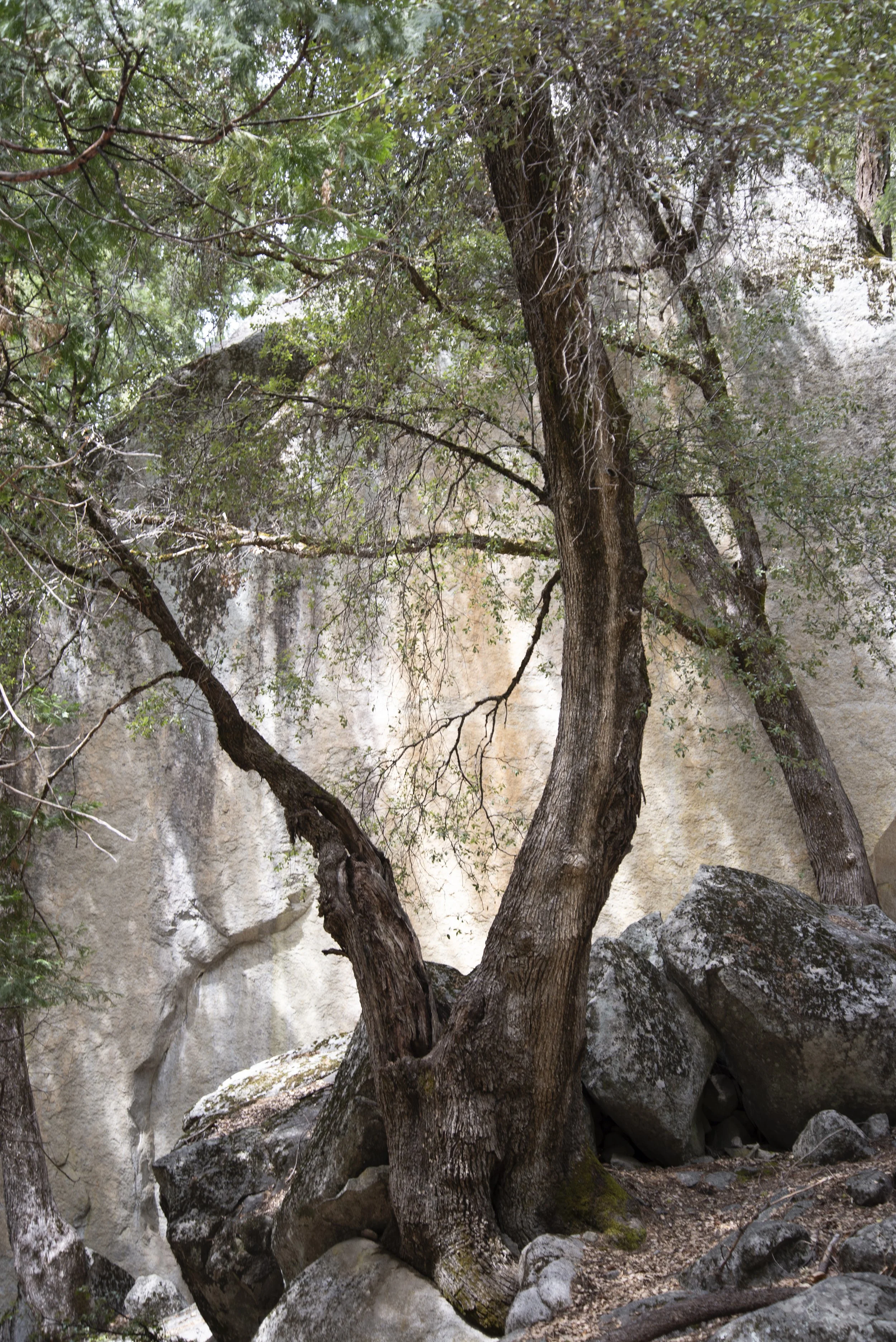 Jane Paradise, Trail to Ahwanhee Hotel, 2013