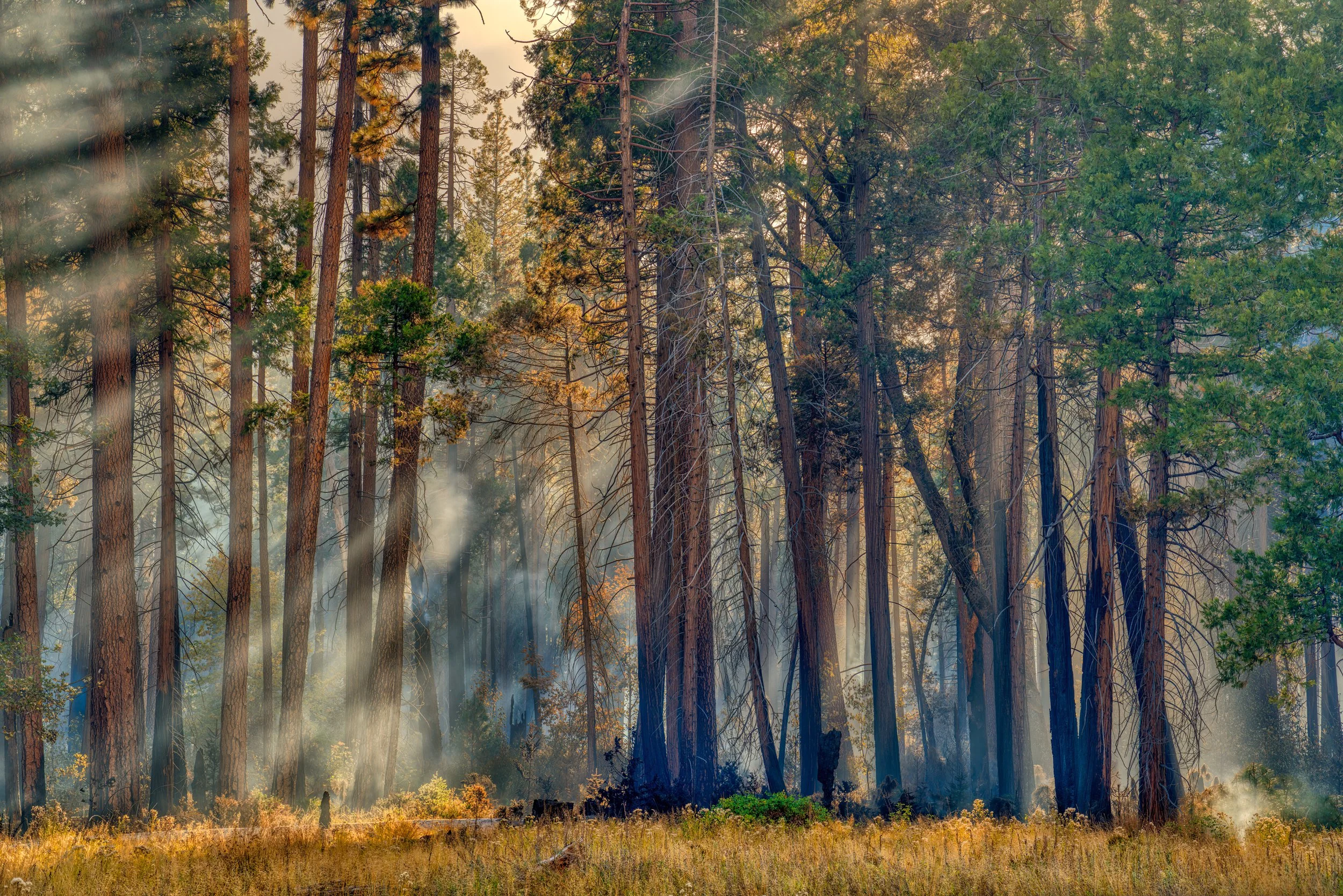 Tom Stahl, Beams of light during controlled burn, Yosemite Valley, 2023