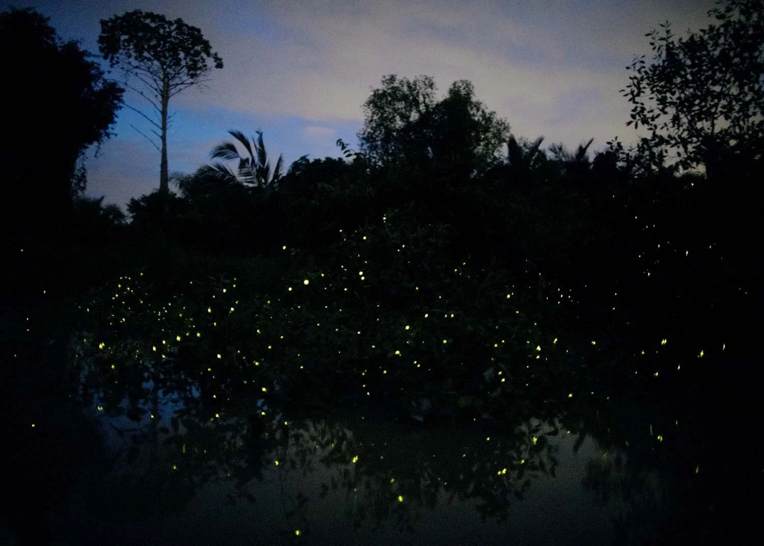 Elijah Gowin, Fireflies in Trees, Selangor River, Malaysia, 2017
