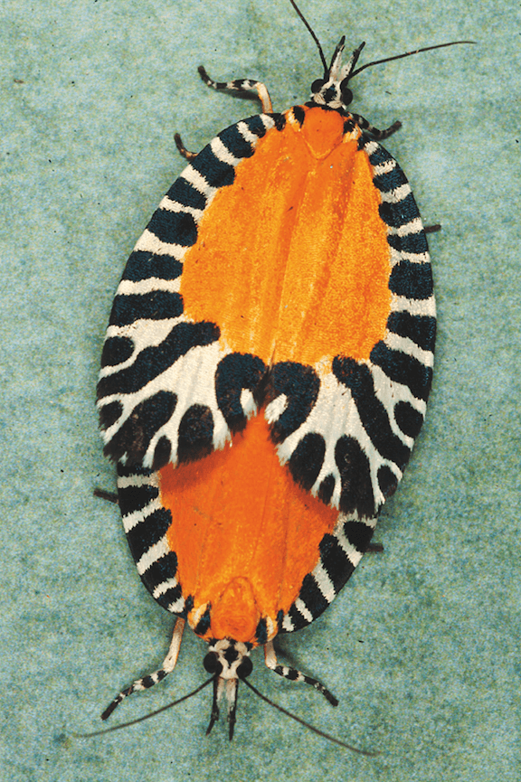 Emmet Gowin, Pseudatteria splendens. February, 2008, Ecuador