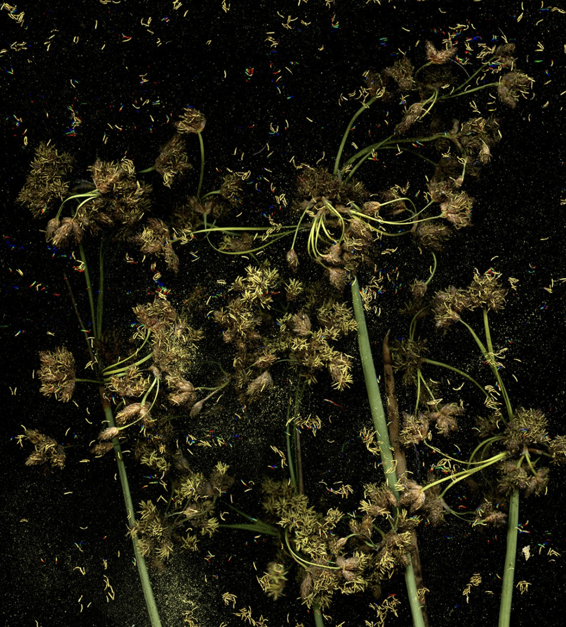 Kija Lucas - Untitled (Tule Grass), 2025
