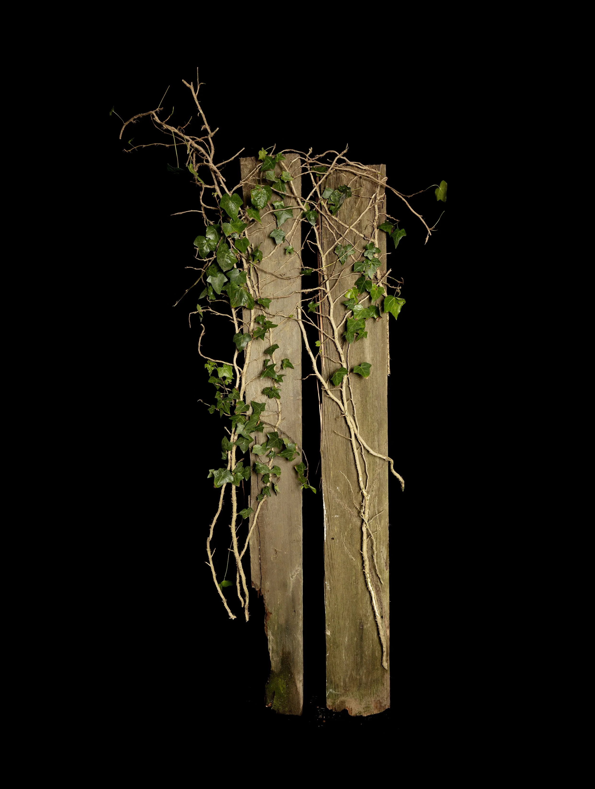 Kija Lucas, Ivy on Fence Boards