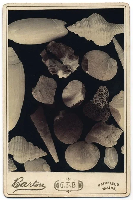 Rachel Phillips - Divination by Shell, 2018