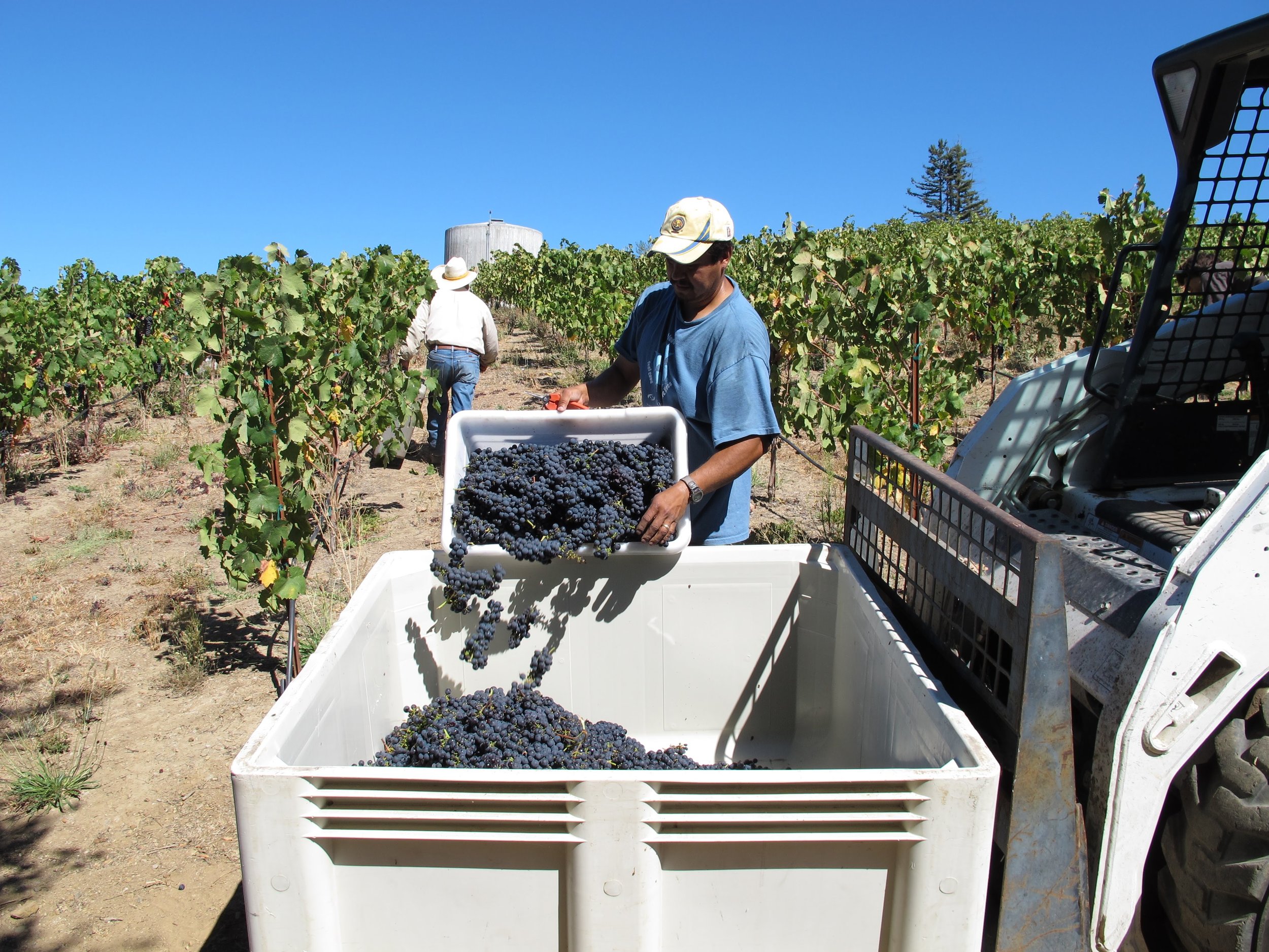 Harvest Photo