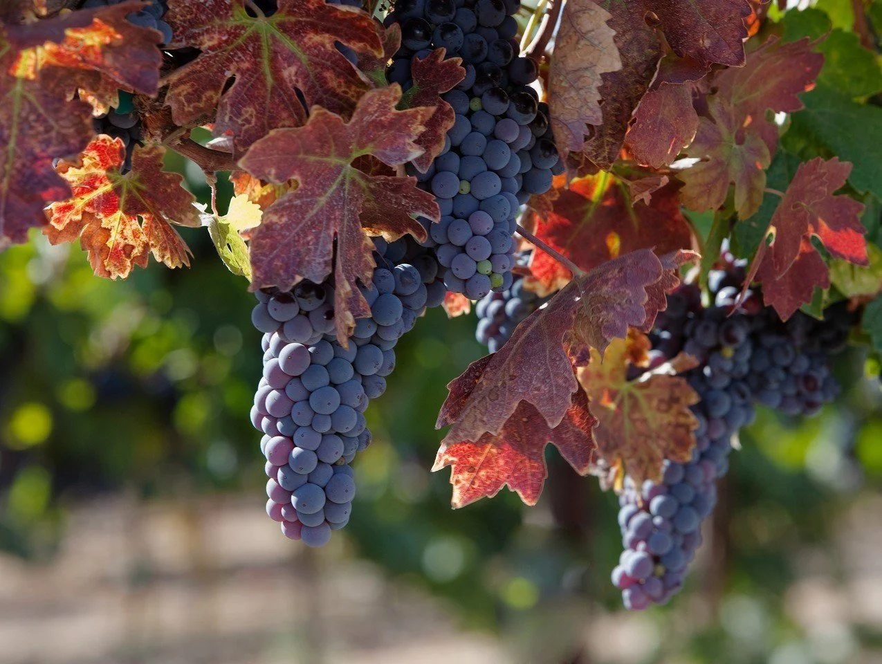 Wine Road: Harvest Wine Trail