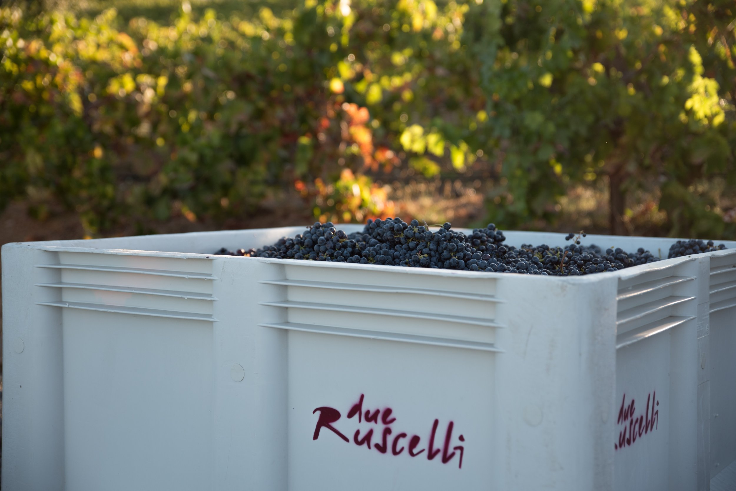 Wine Road: Harvest Wine Trail