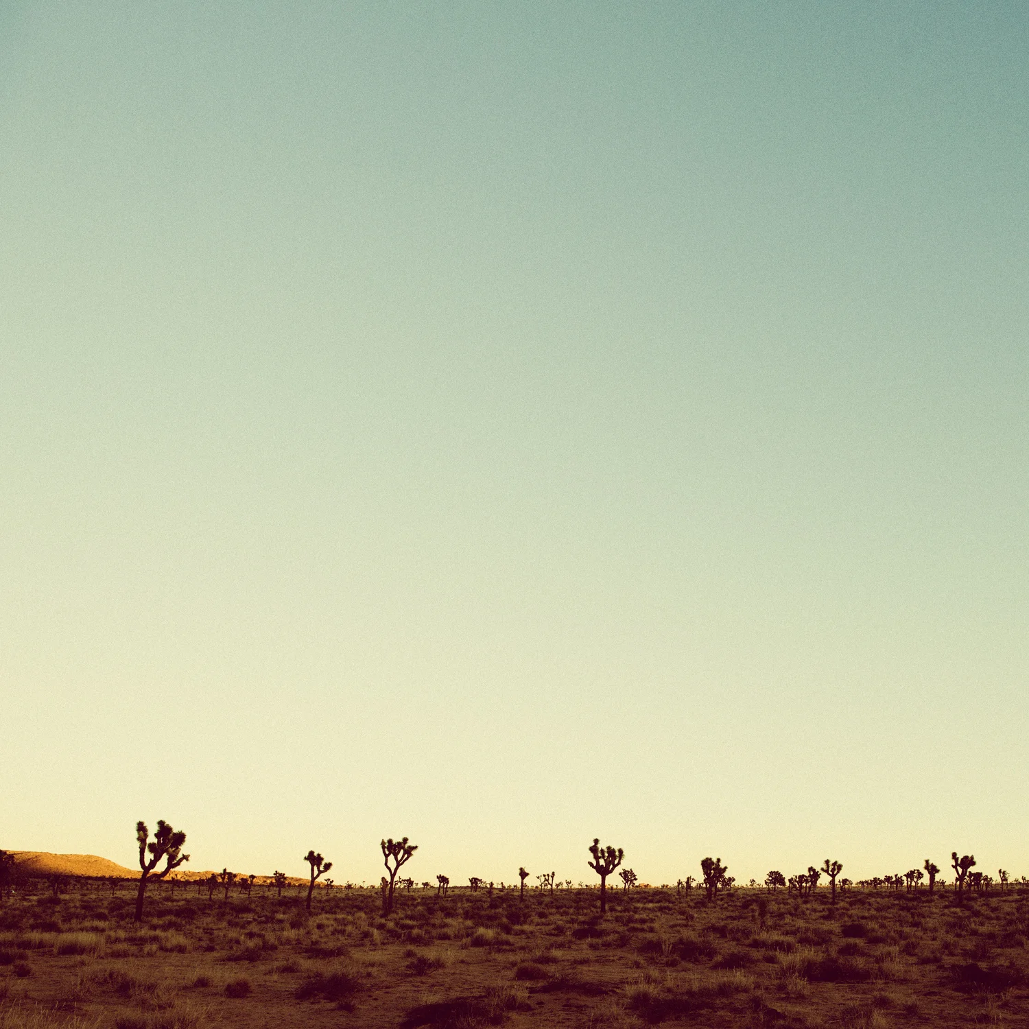 Joshua Tree