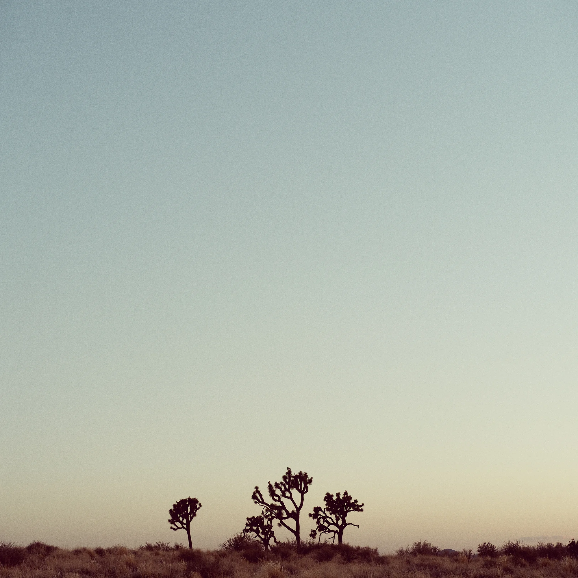 Joshua Tree 2