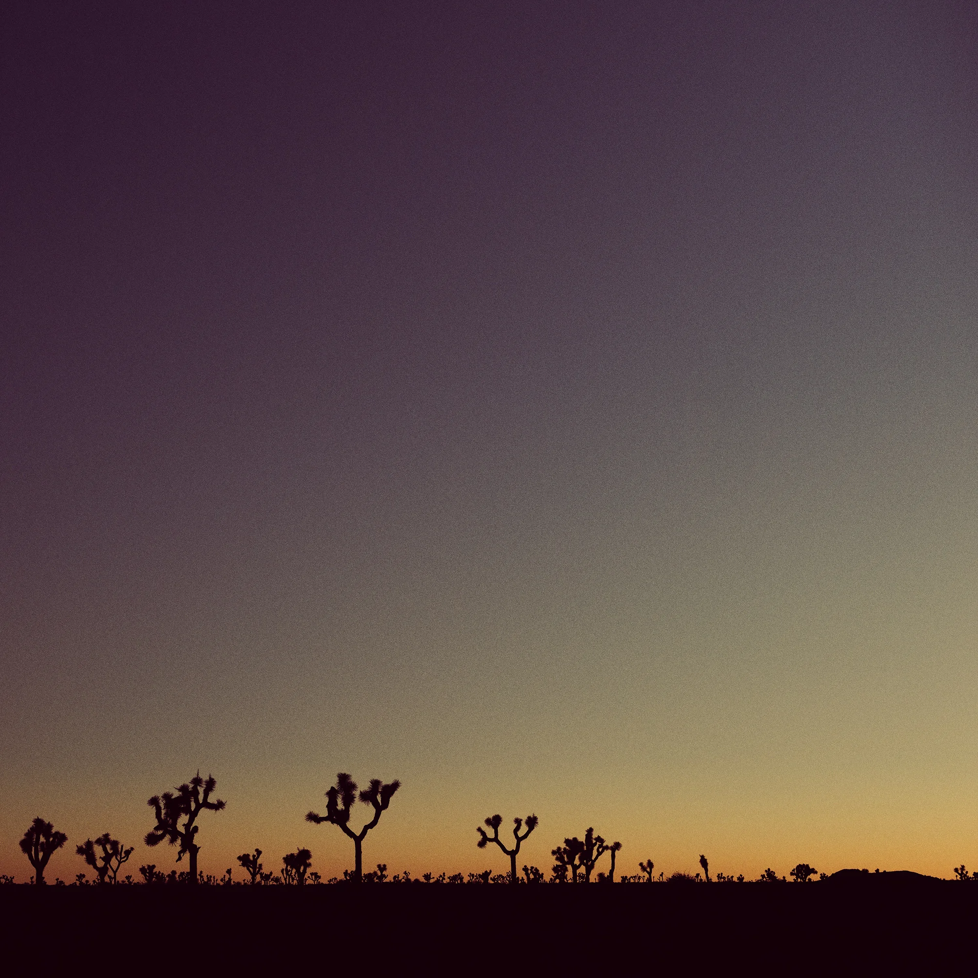 Joshua Tree 4