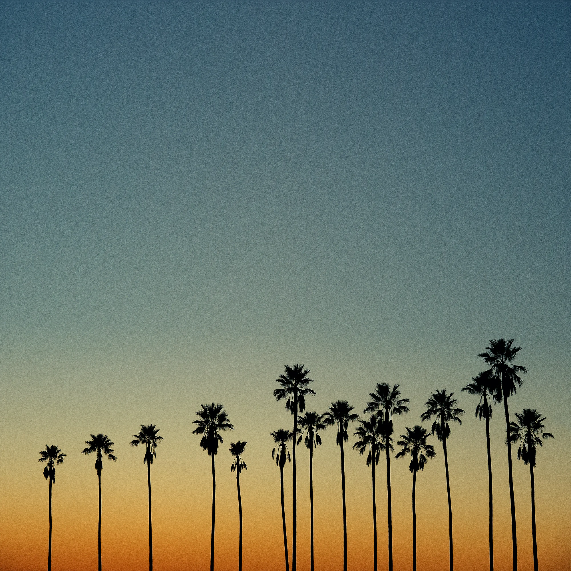 palms