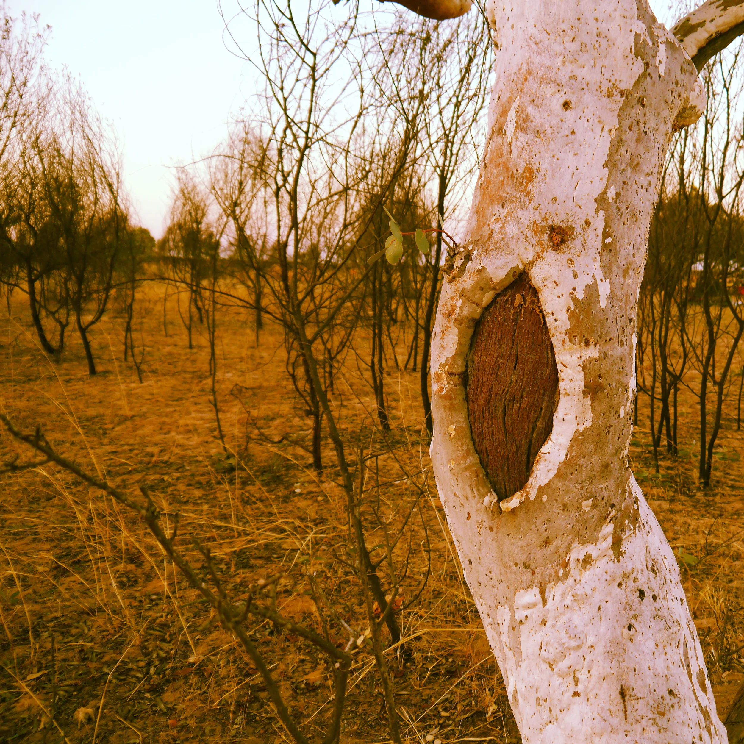 This tree was marked out on a recent heritage survey on Karajarri country. See how there's been a coolamon cut out? Heritage surveys are crucial to ensure significant trees and places aren't destroyed when there's developments on country. 