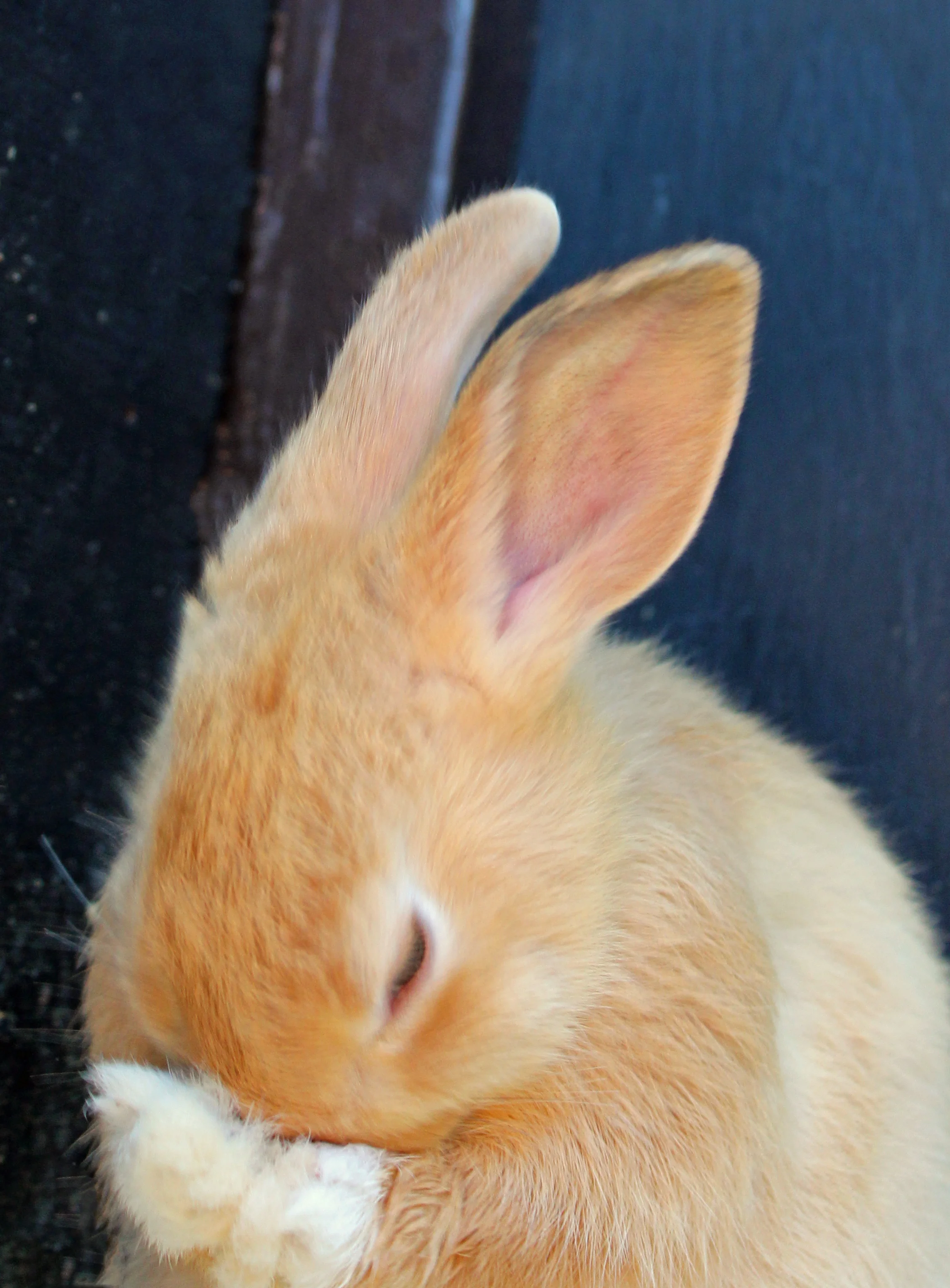 brown bunny.jpg