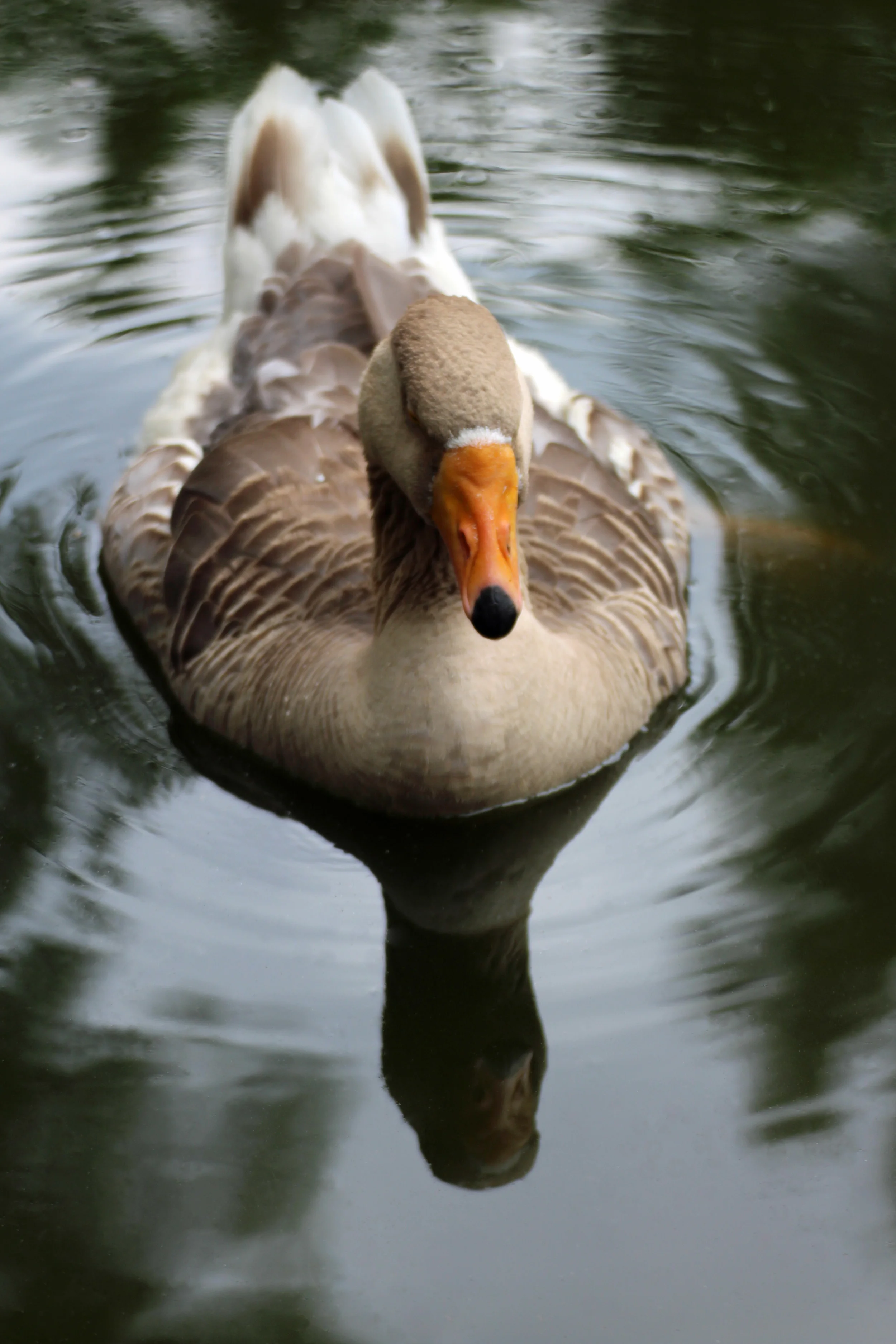 Goose face.jpg