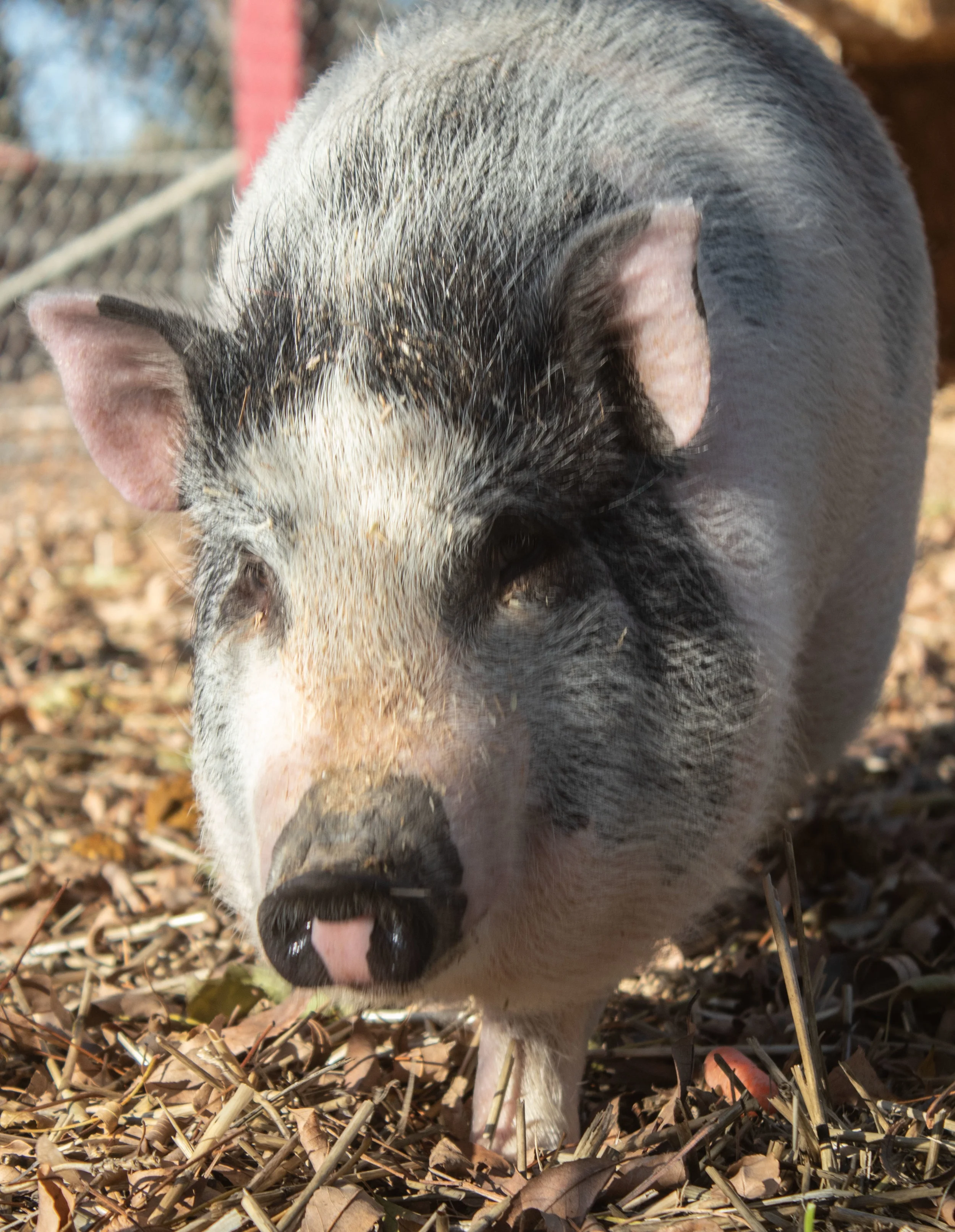 New+Pig+1.jpg