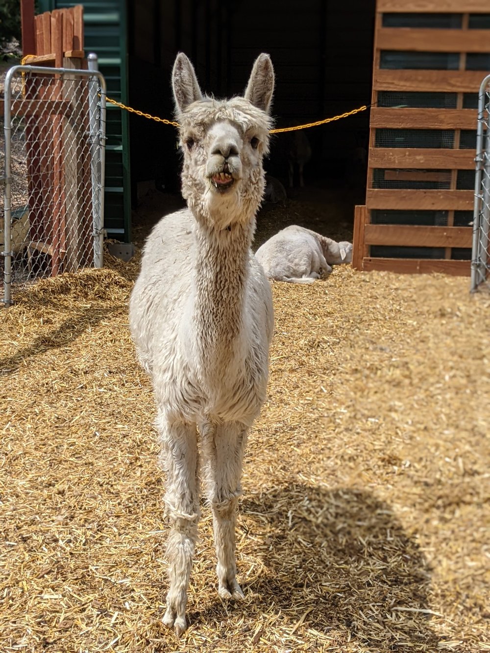 Alpacas — Kindred Spirits Care Farm