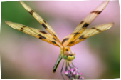 L4.png