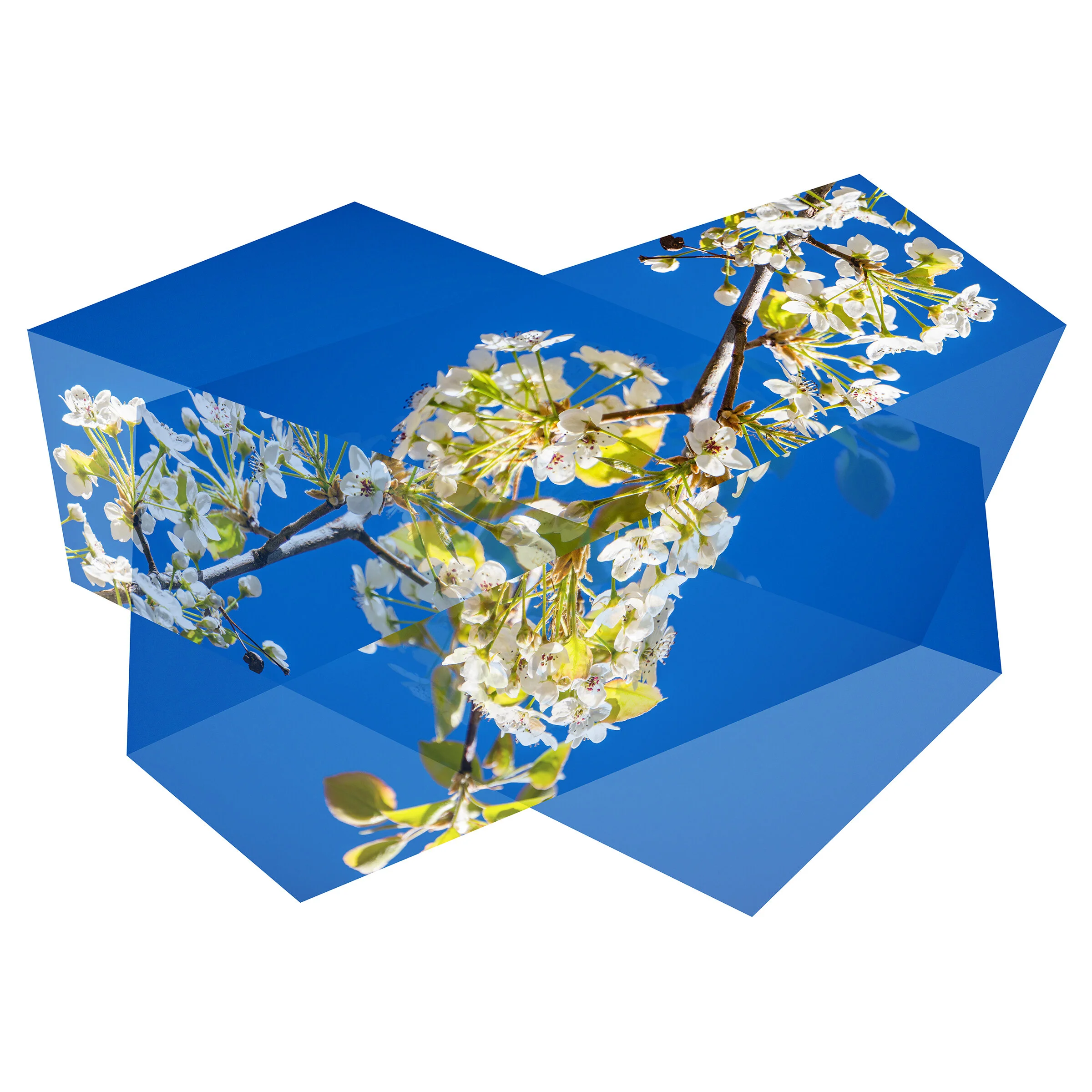  Untitled (April 15, 2020 10:58 AM), 2021  Digital C-Print Face Mounted to Shaped Acrylic  20” x 28” x 1”  Edition of 3 