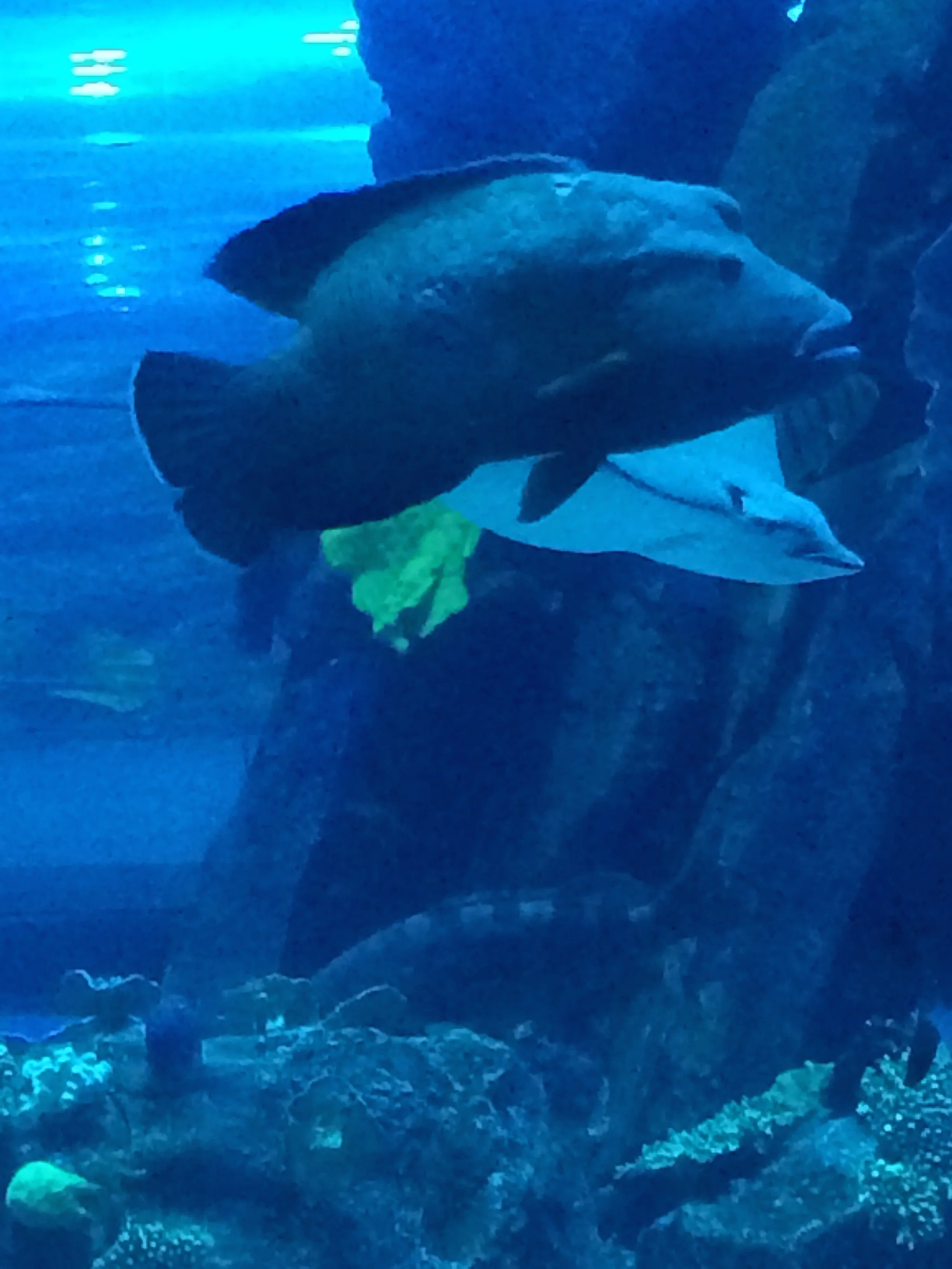 More Aquarium - If you don't want to splurge on the ticket - one side of the aquarium faces the walkway of the mall.