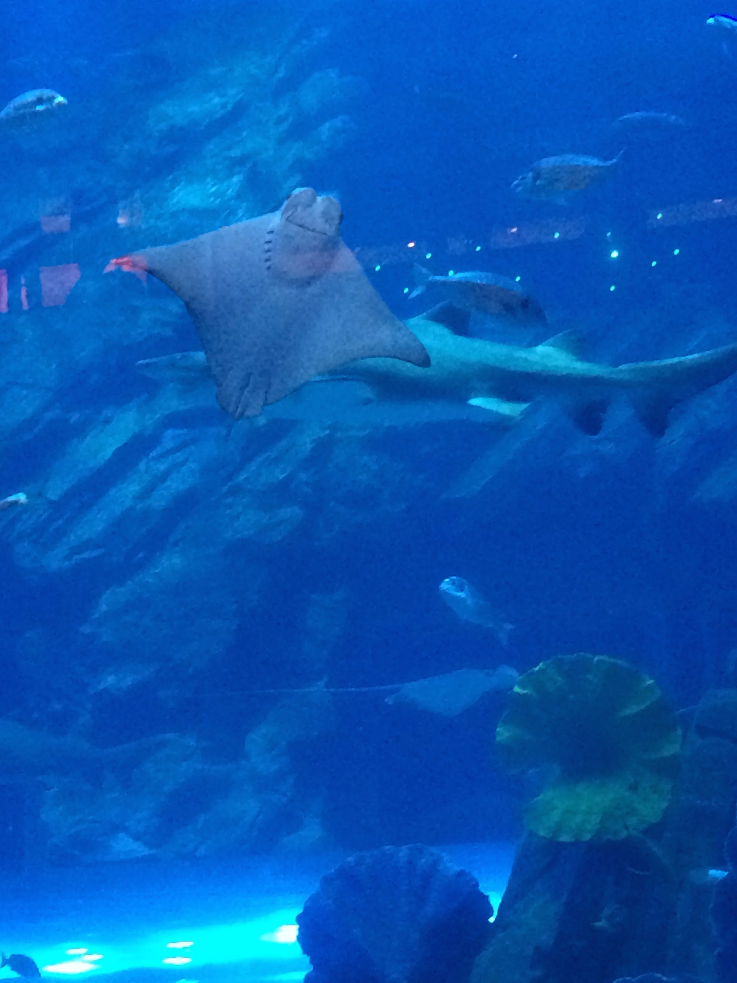 This aquarium is one of the most magnificent things I have ever seen. Pictures do not do it justice.