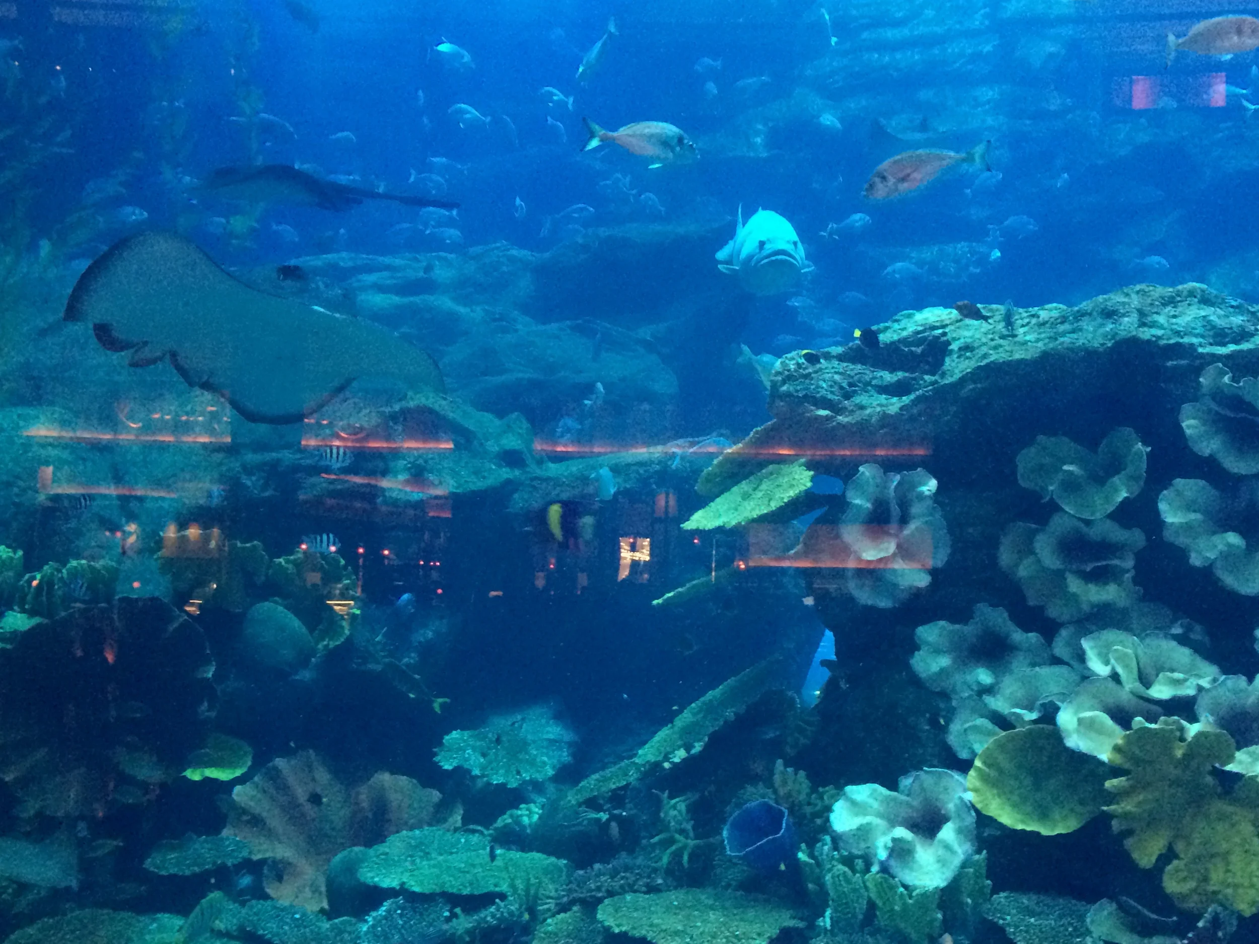 More Aquarium - This is another thing to add to your list if you are in Dubai. 
