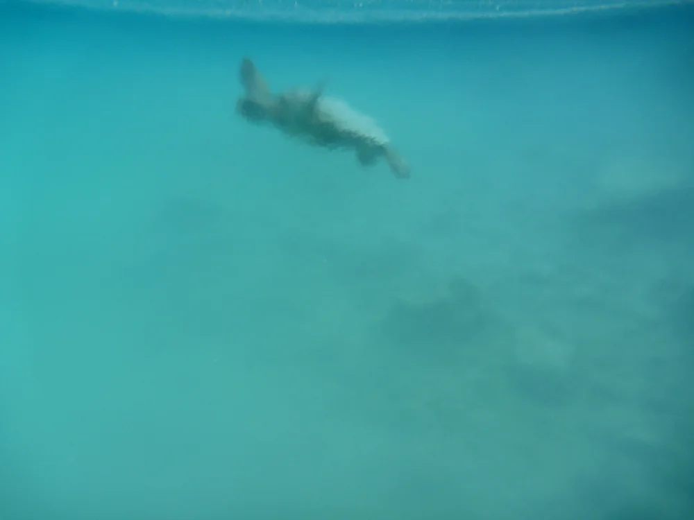 Swim with me, Hawaii 2010.