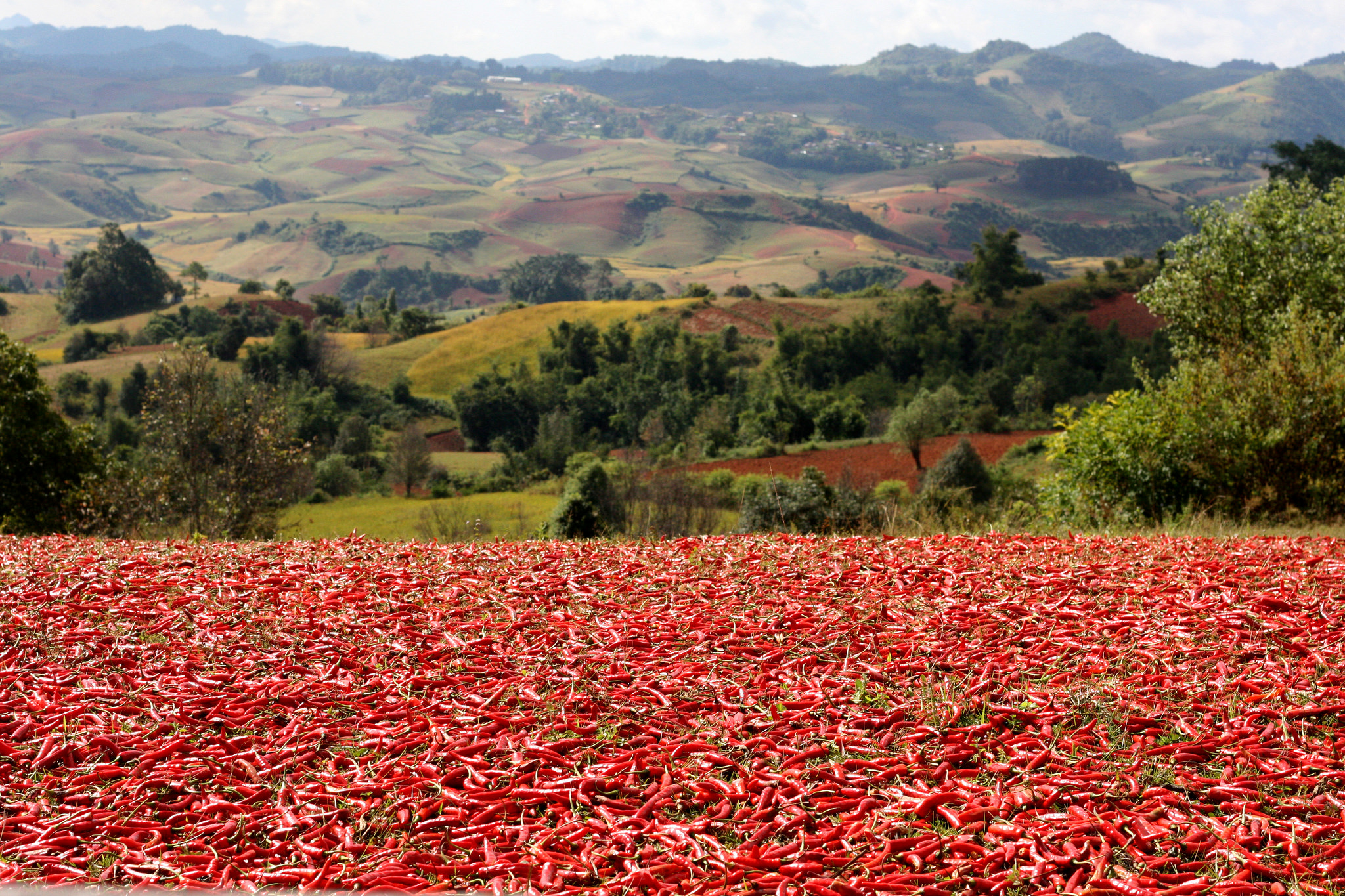 Chili Hill, Kalaw 2014.