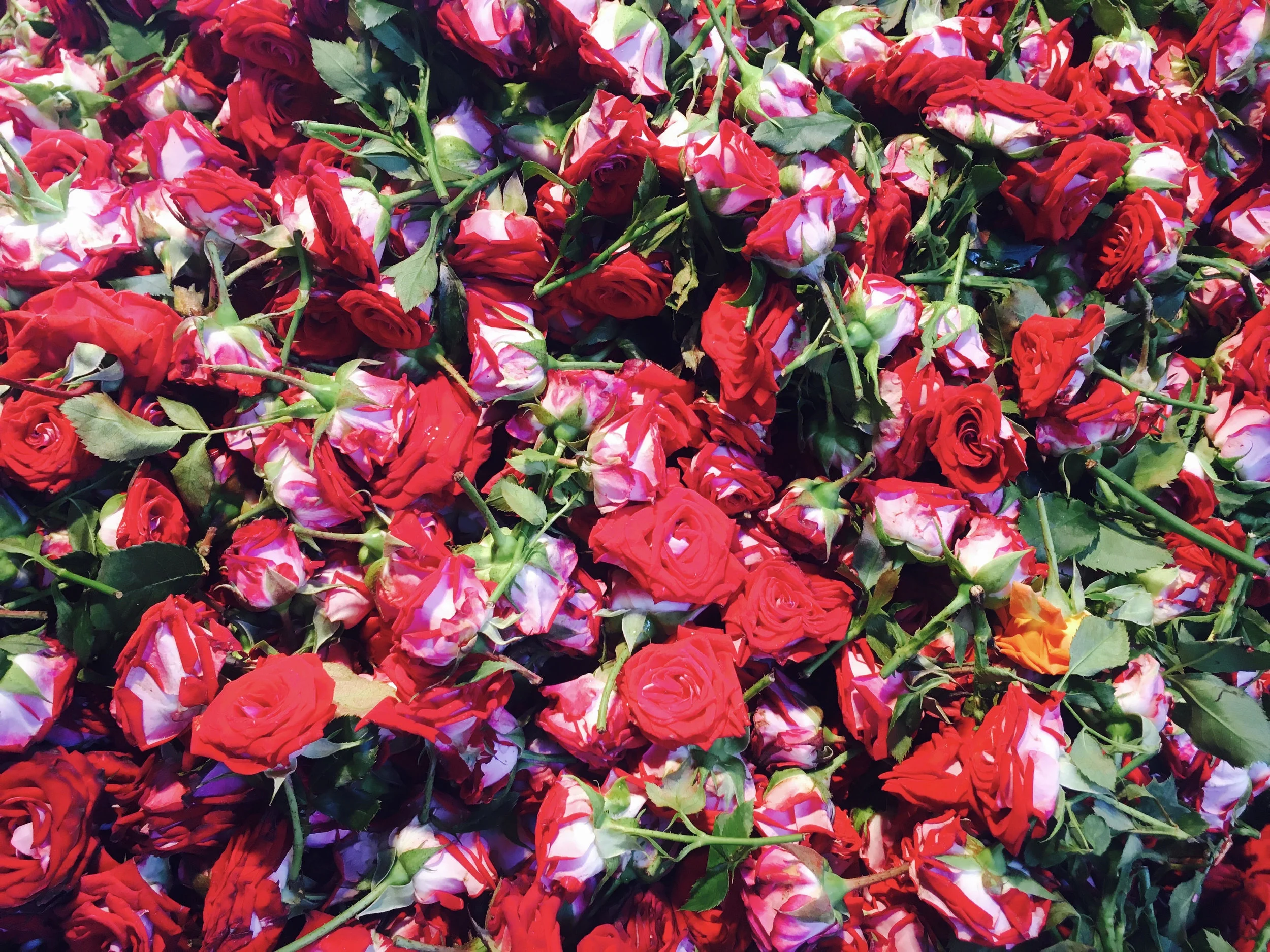 A Rose is a Rose is a Rose