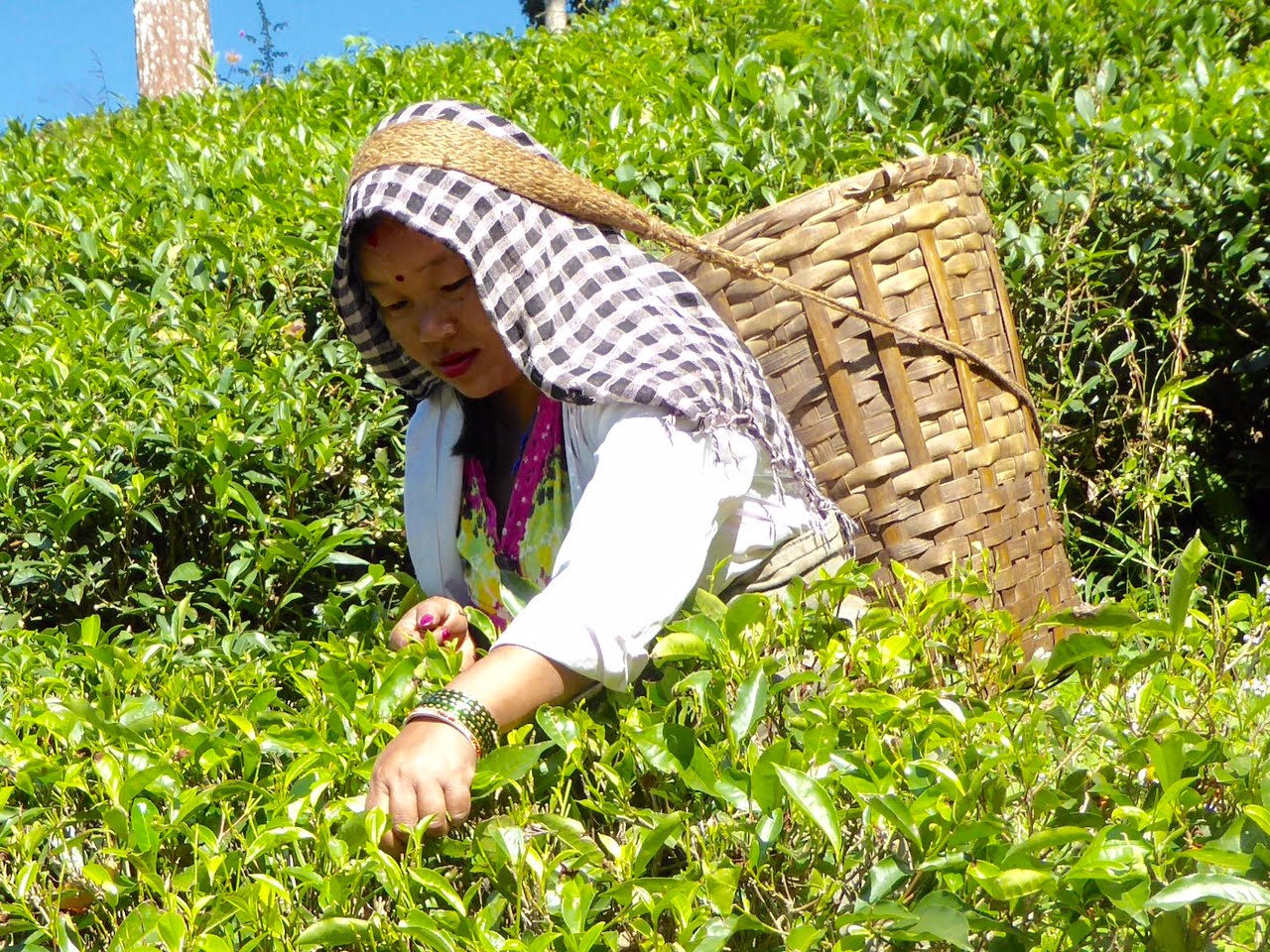 Tea Picking