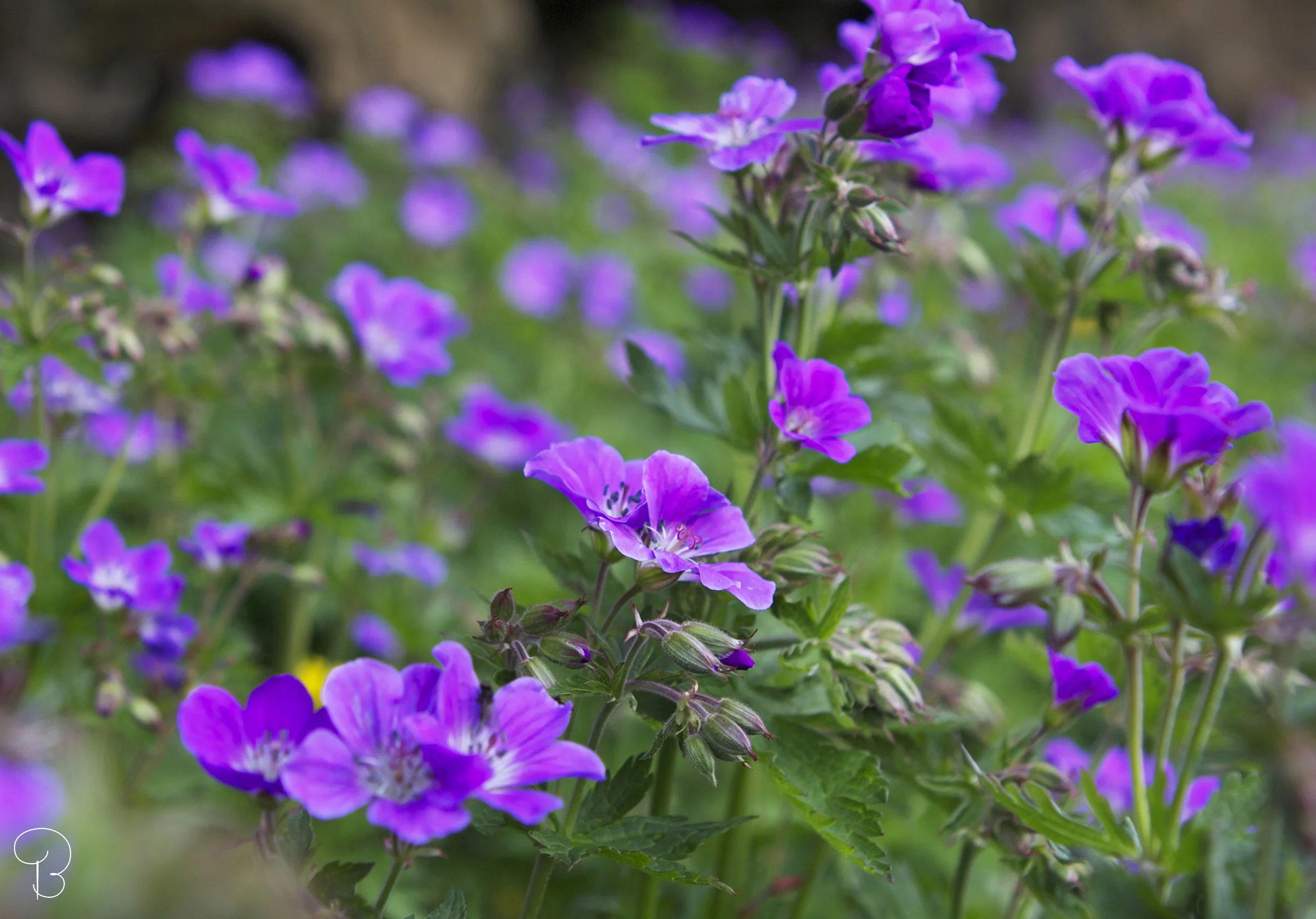 flower_þingvellir.jpg