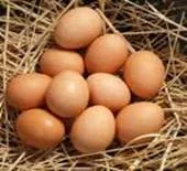 Eggs Eggs