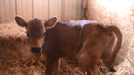Heidi - Cedar Farm's New milk cow