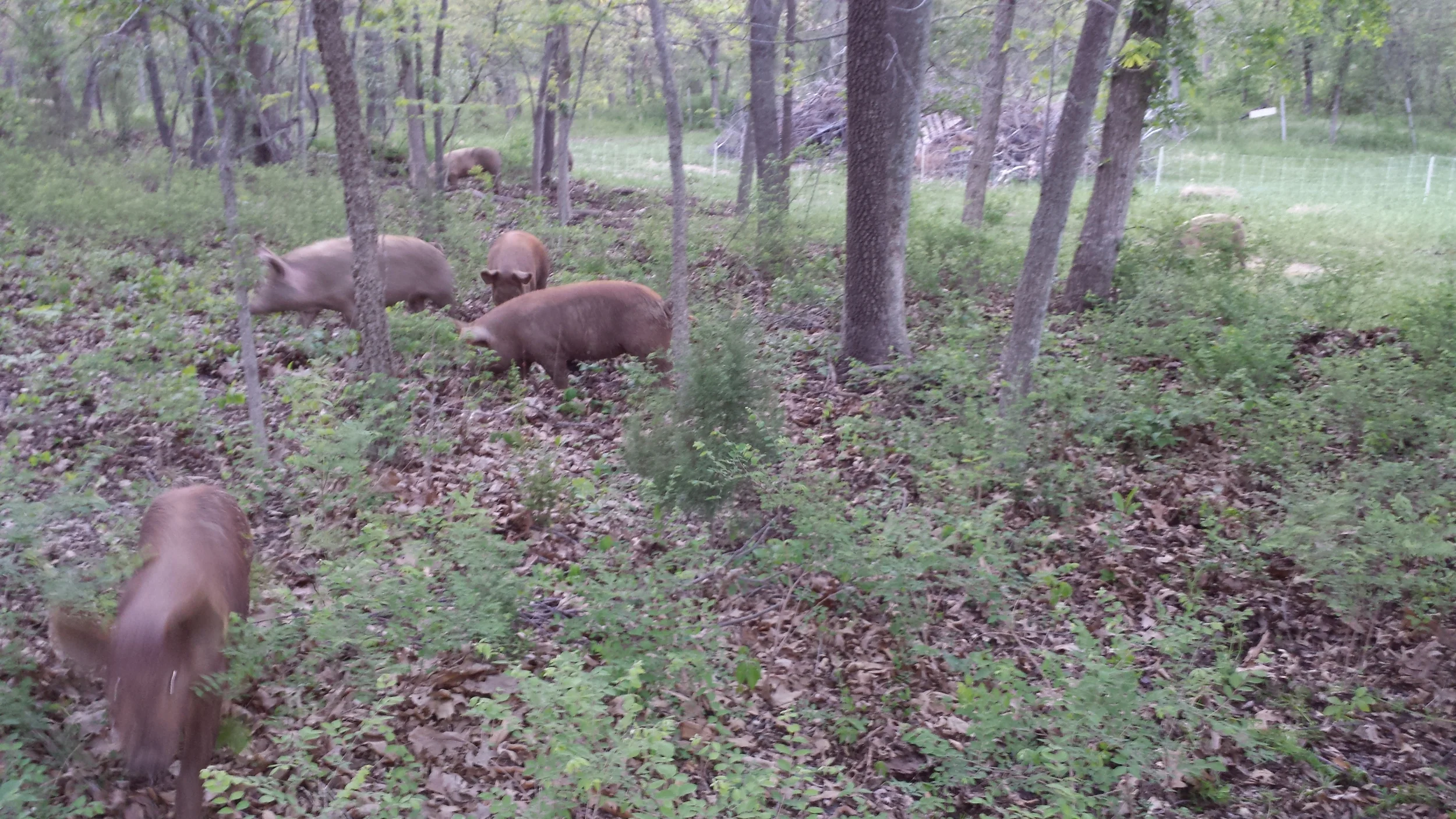 Cedar Farm pigs looking for nuts