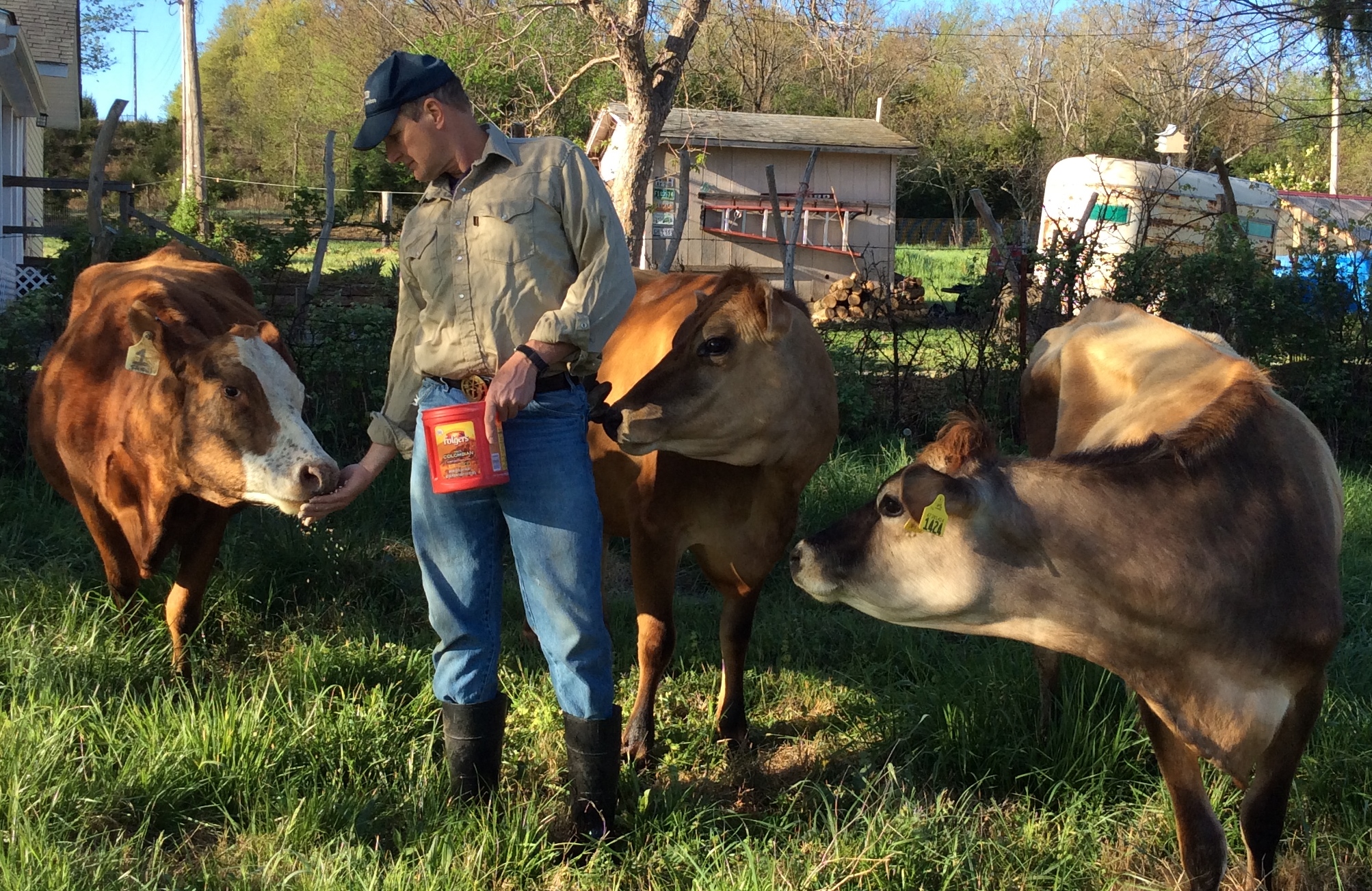 Jim Feeding Milk Cows