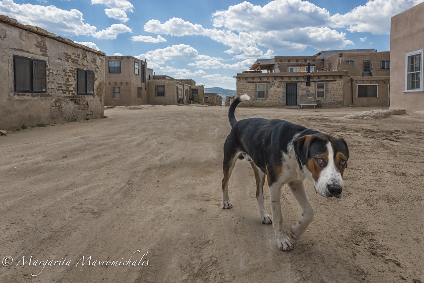 Acoma Dog-2.jpg