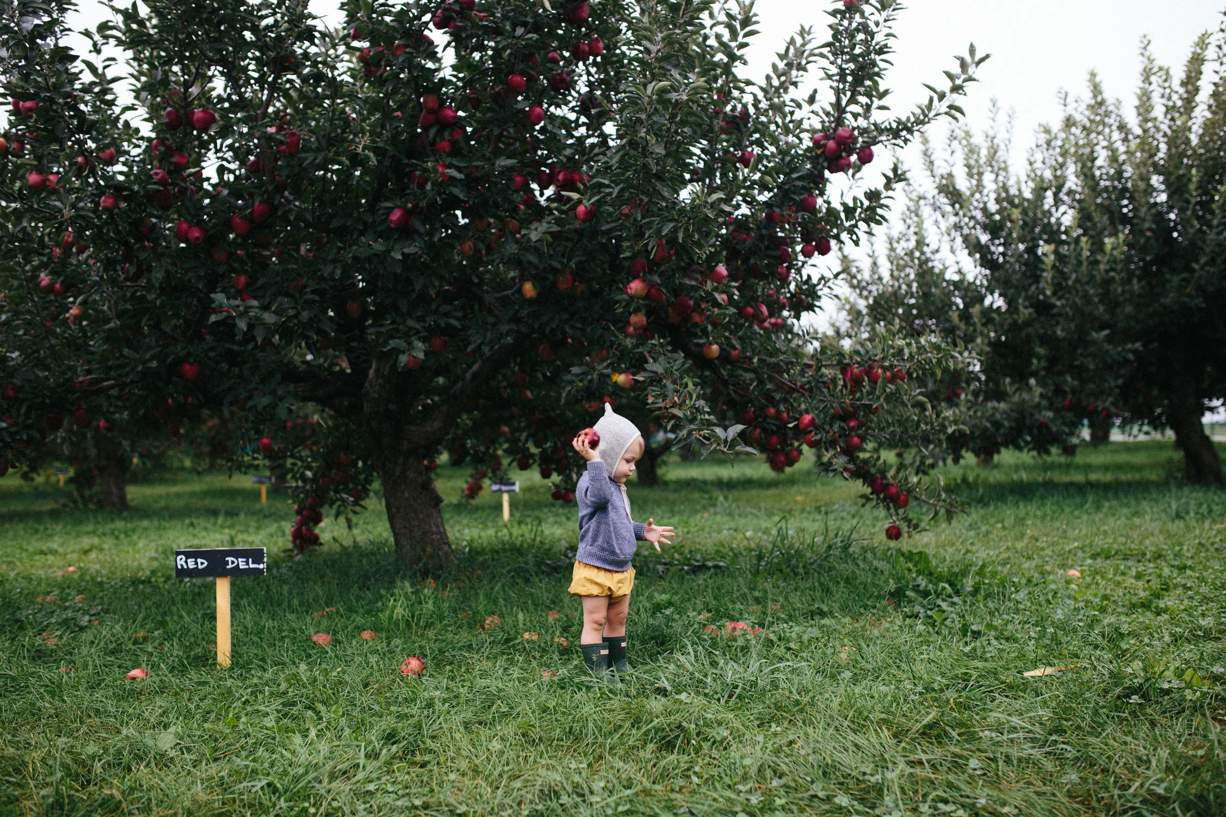 Apple Picking 16'-14.jpg