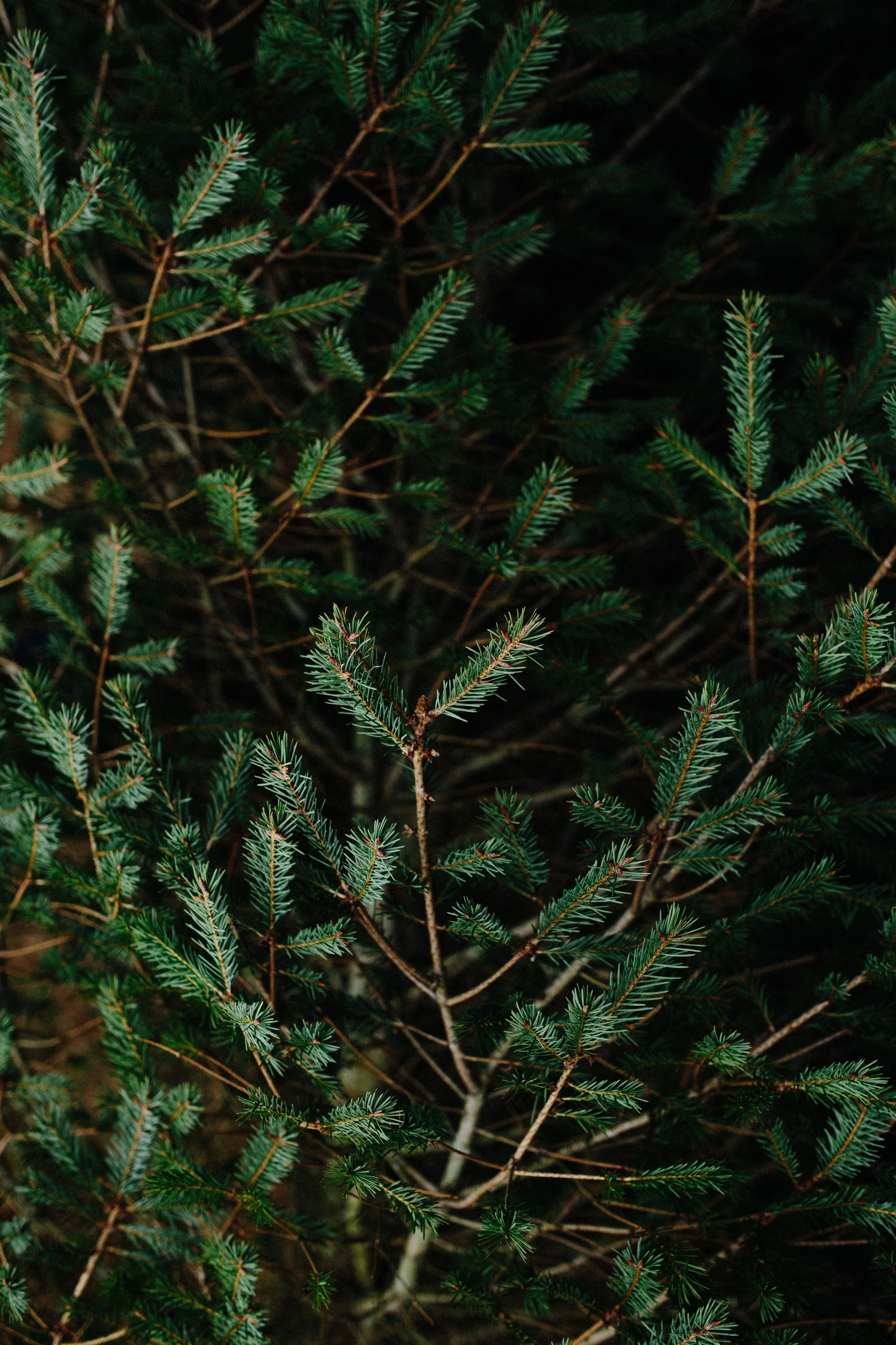 xmas tree-22.jpg