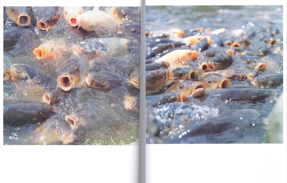 All images © 2001 Rinko Kawauchi.